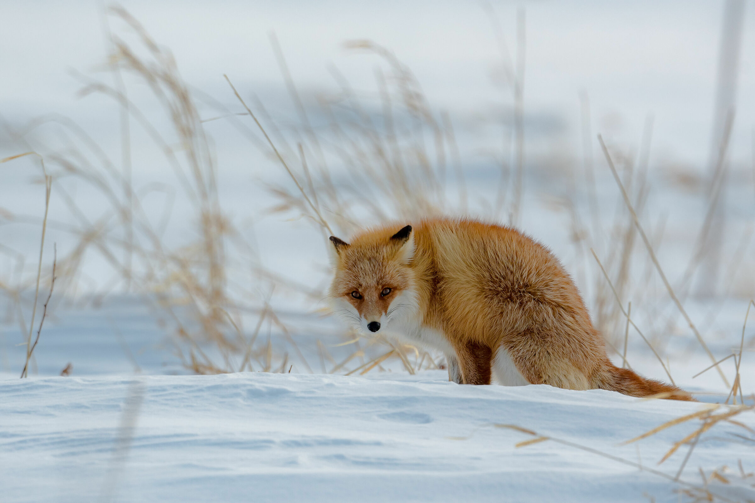 Red Fox...