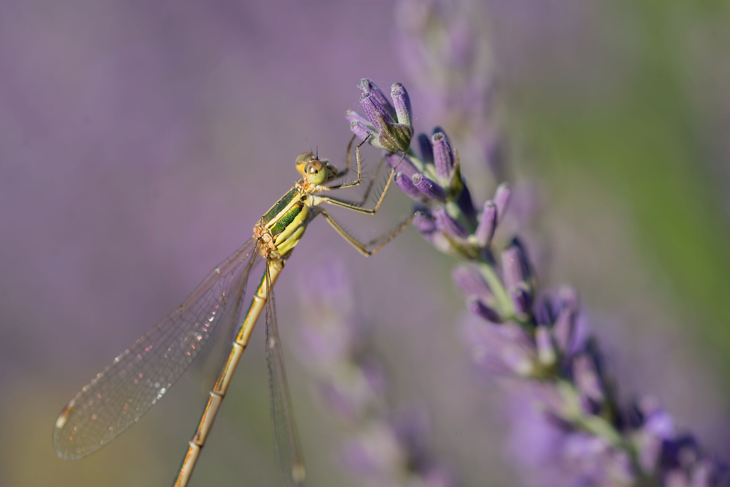 Lavender dragonfly...