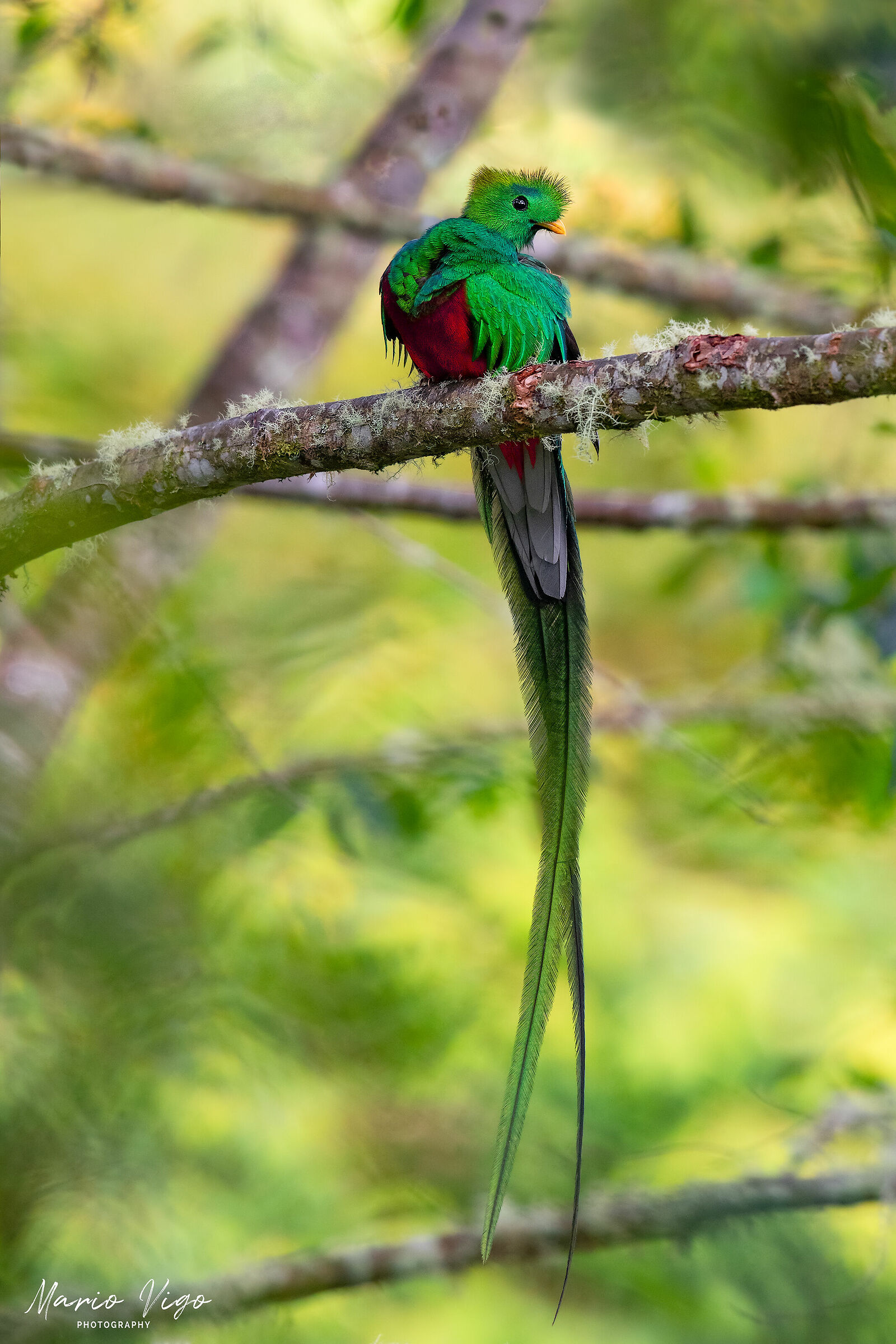 Quetzal Splendente...