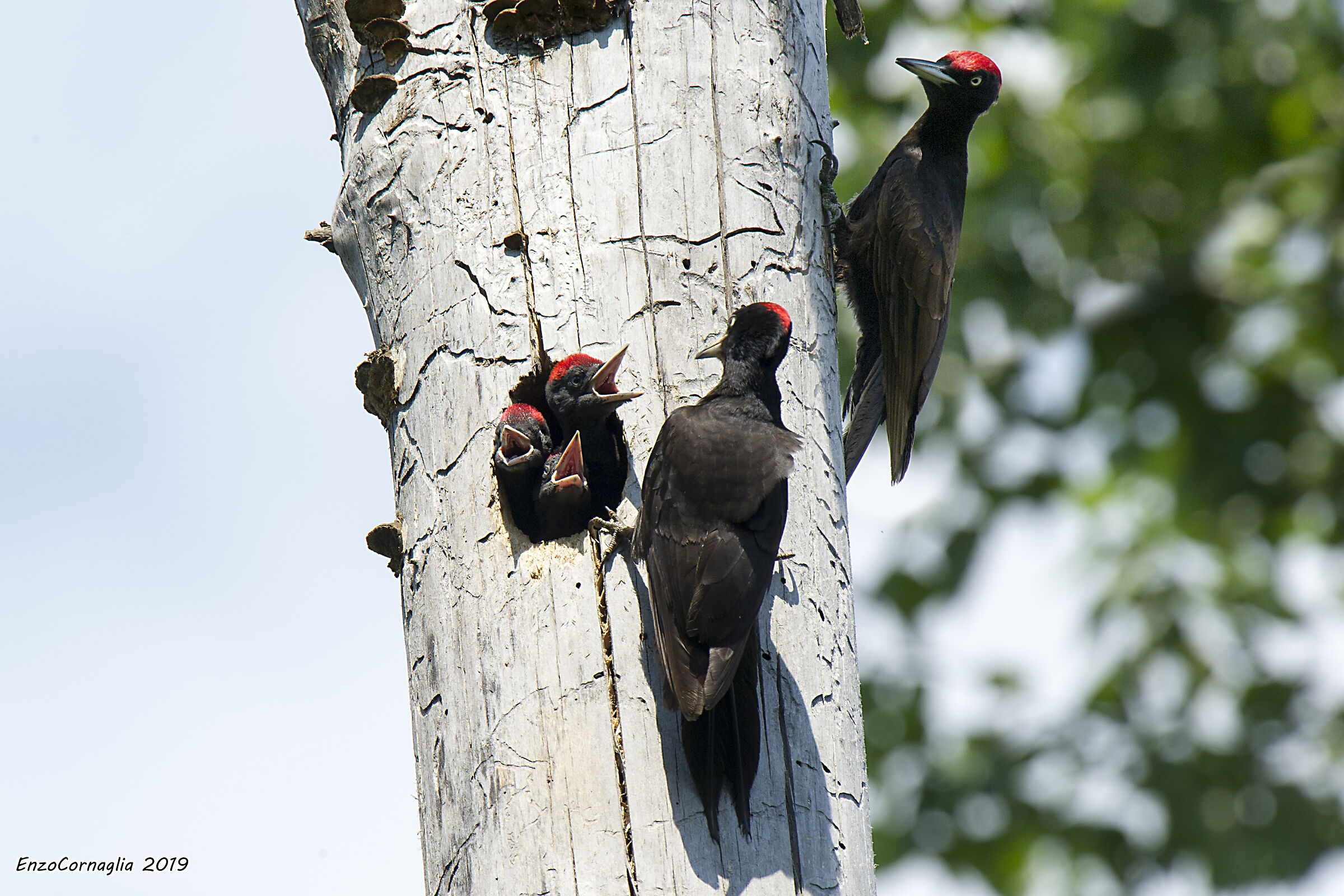 Black woodpecker ...