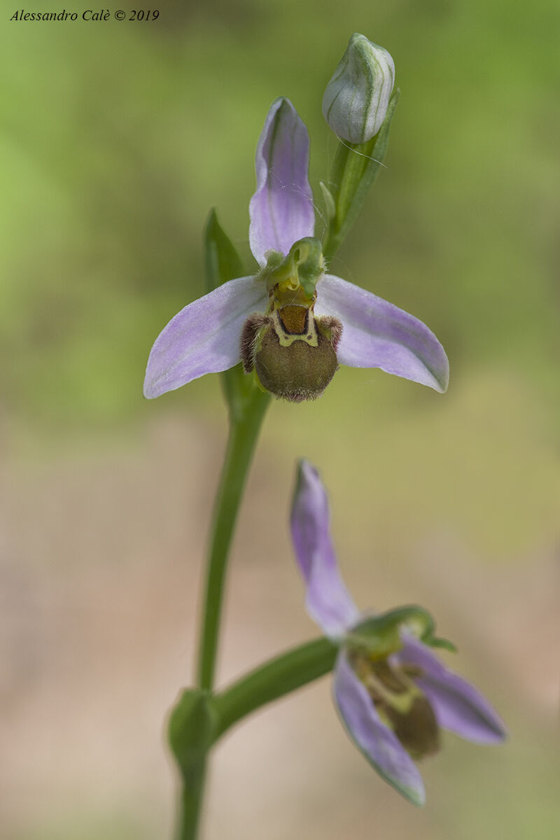 Ophrys apifera 1800...