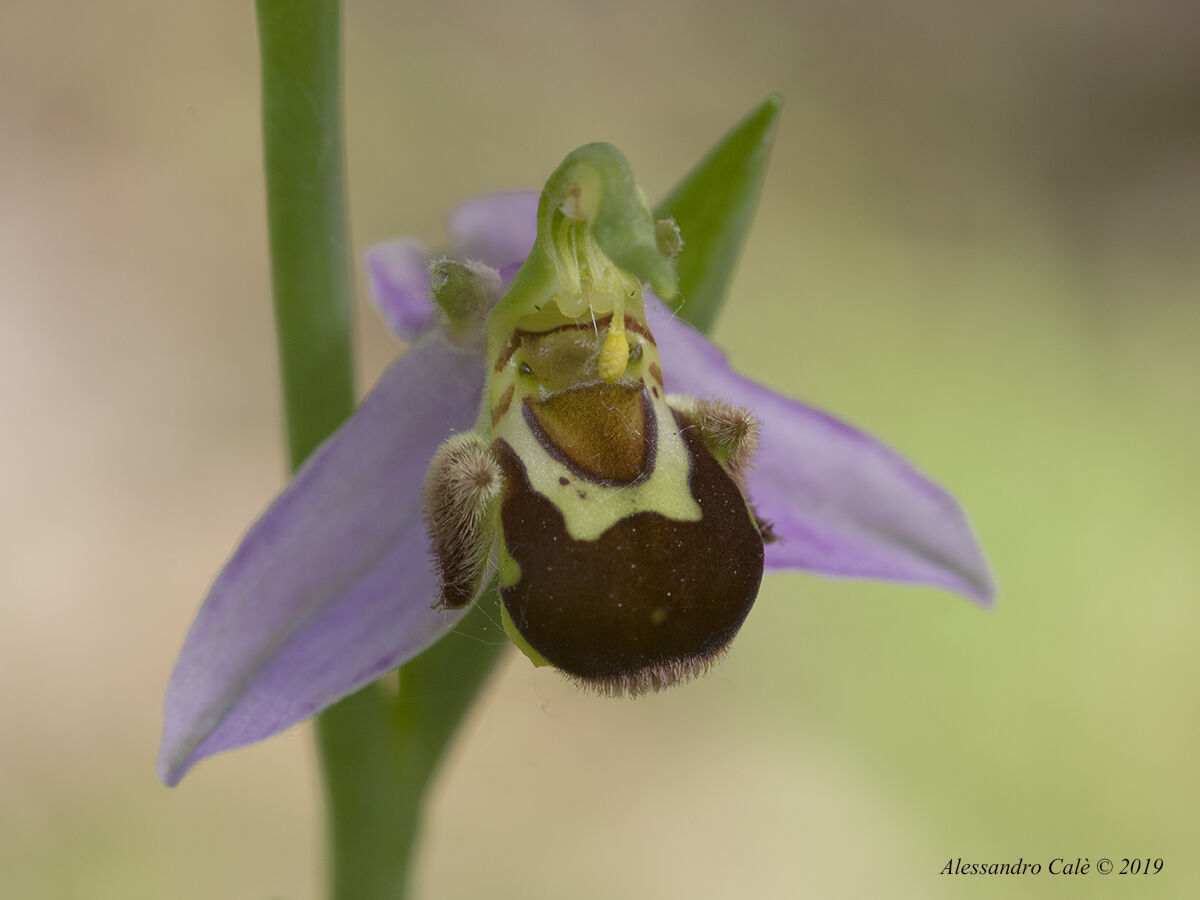 Ophrys apifera 1809...