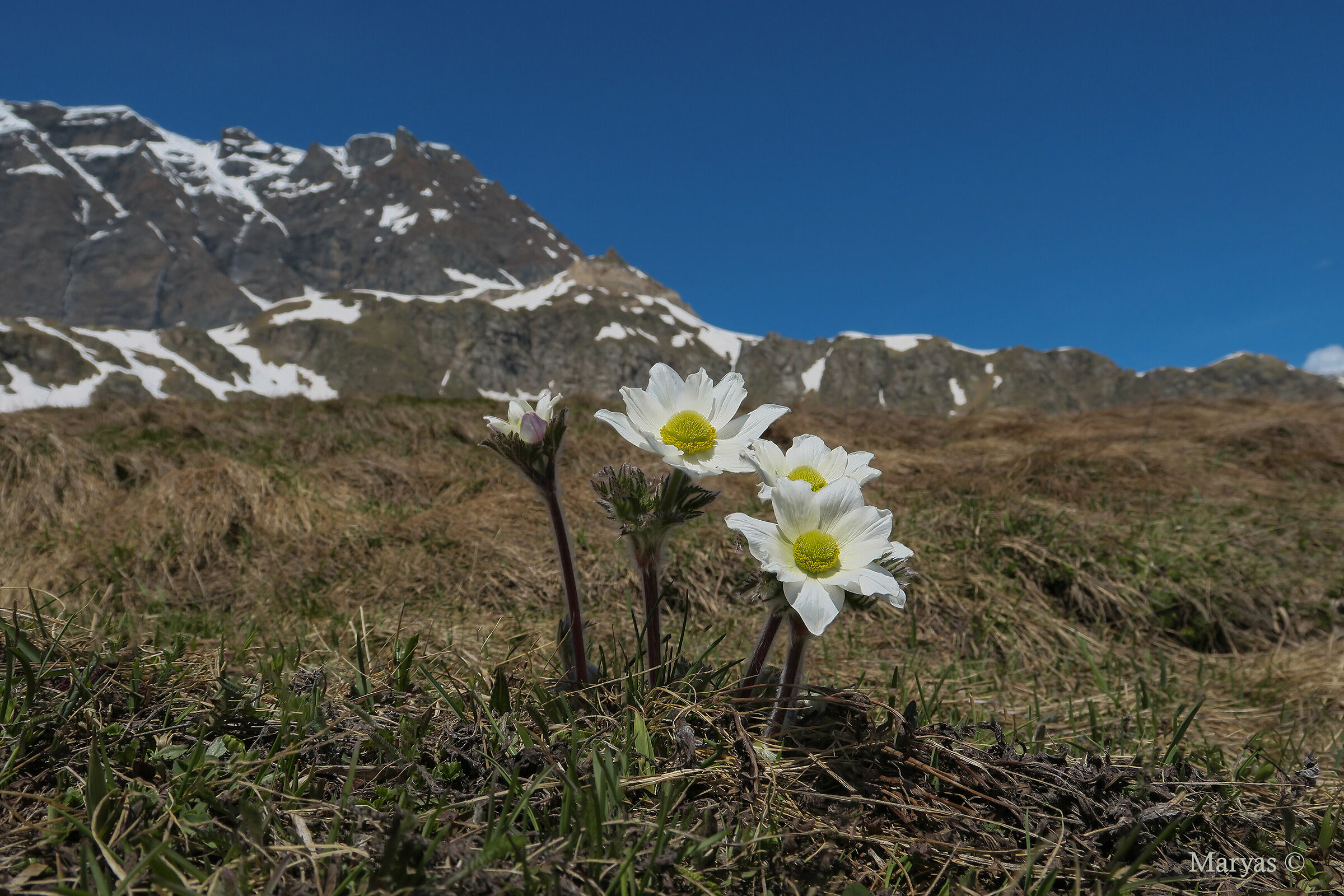Alpine anemones...