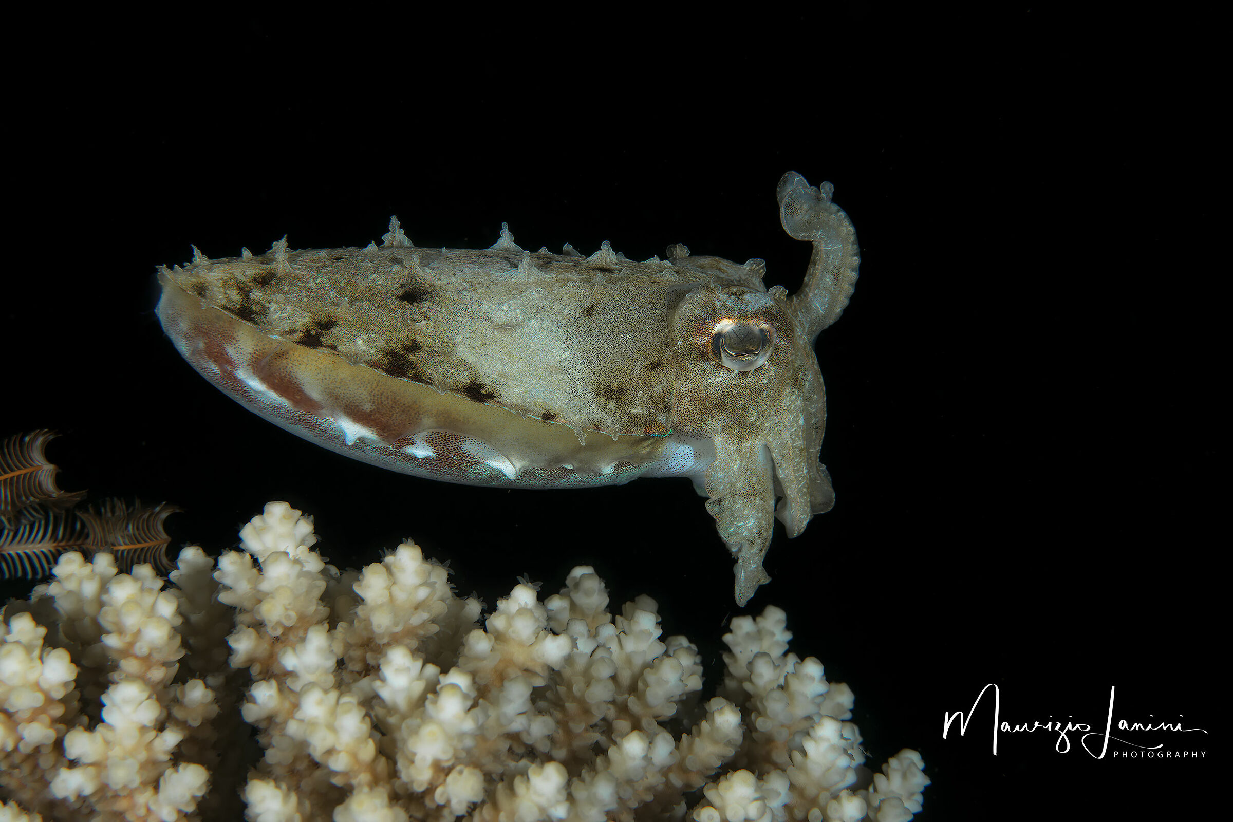 Young cuttlefish...