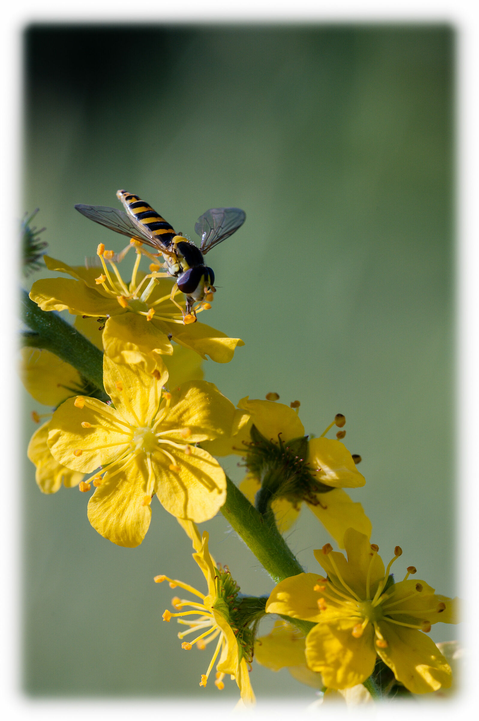 Pollination......