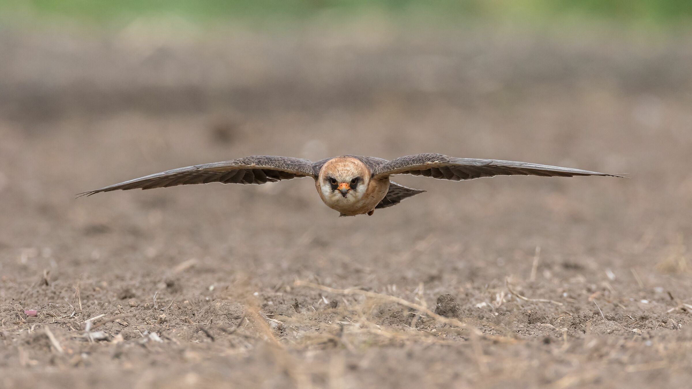 Cuckoo Falcon (F)...