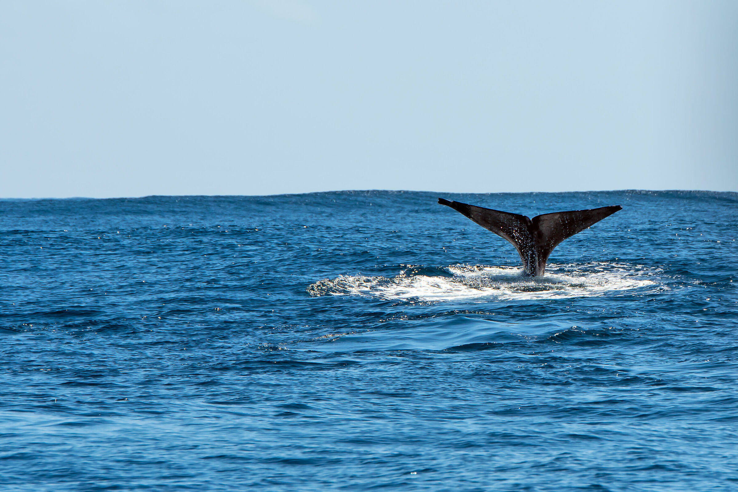 Whale at Pico, Azores...
