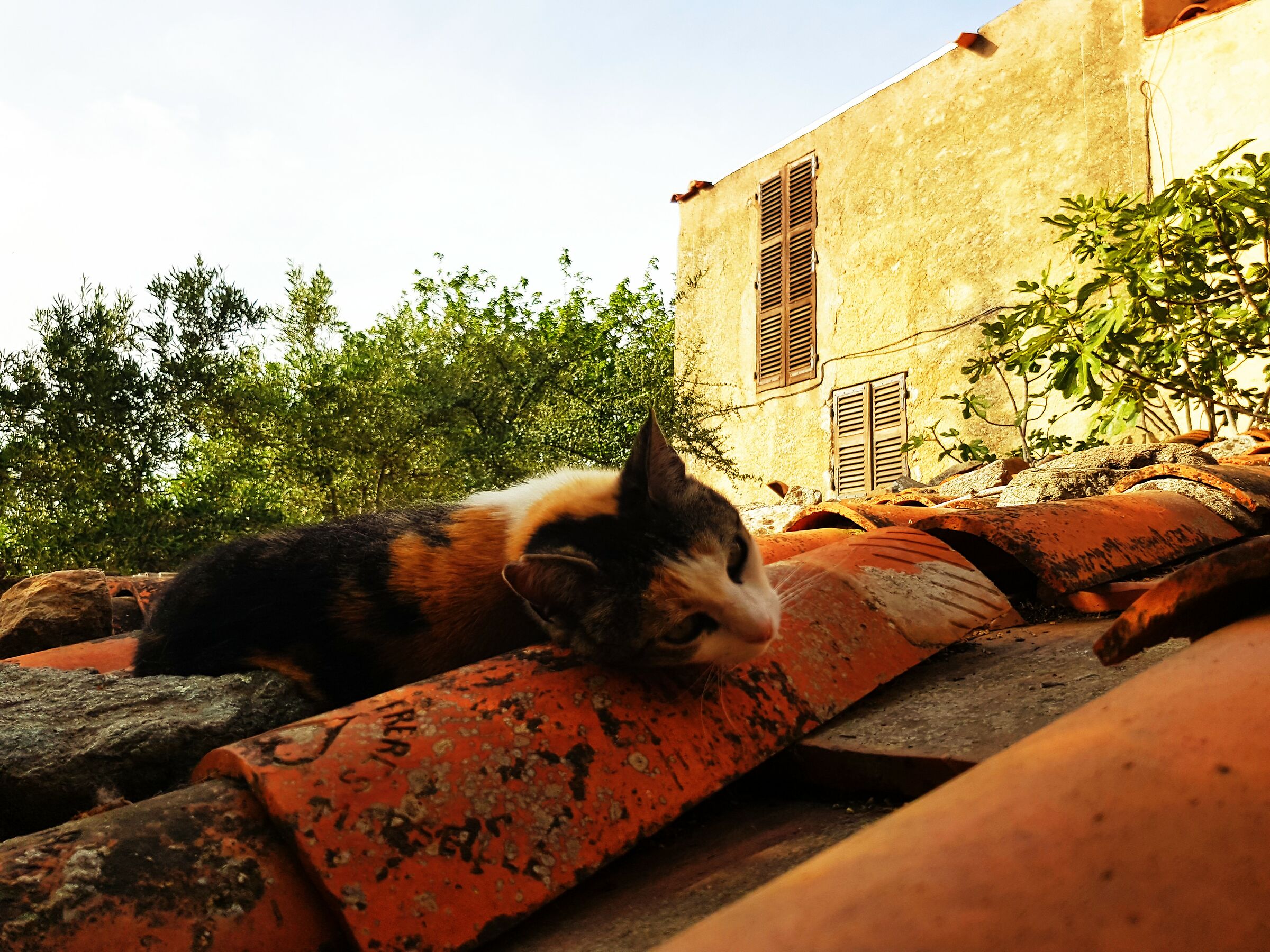 The cat on the hot roof...
