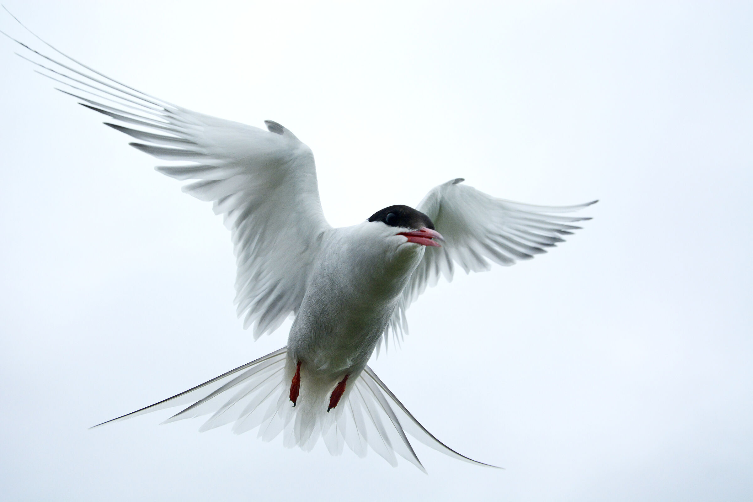 In-flight tern...