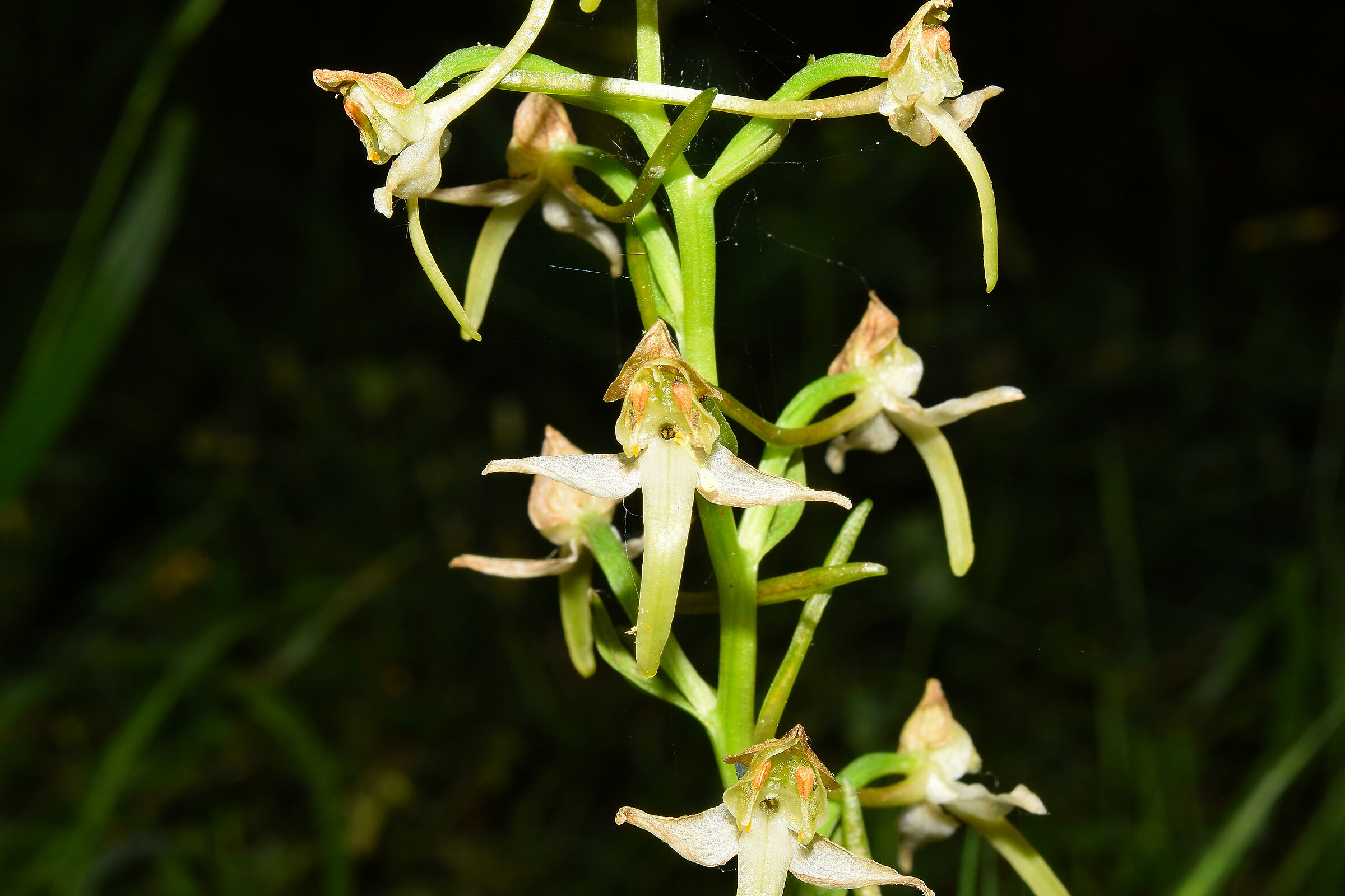 Platanthera chlorantha...