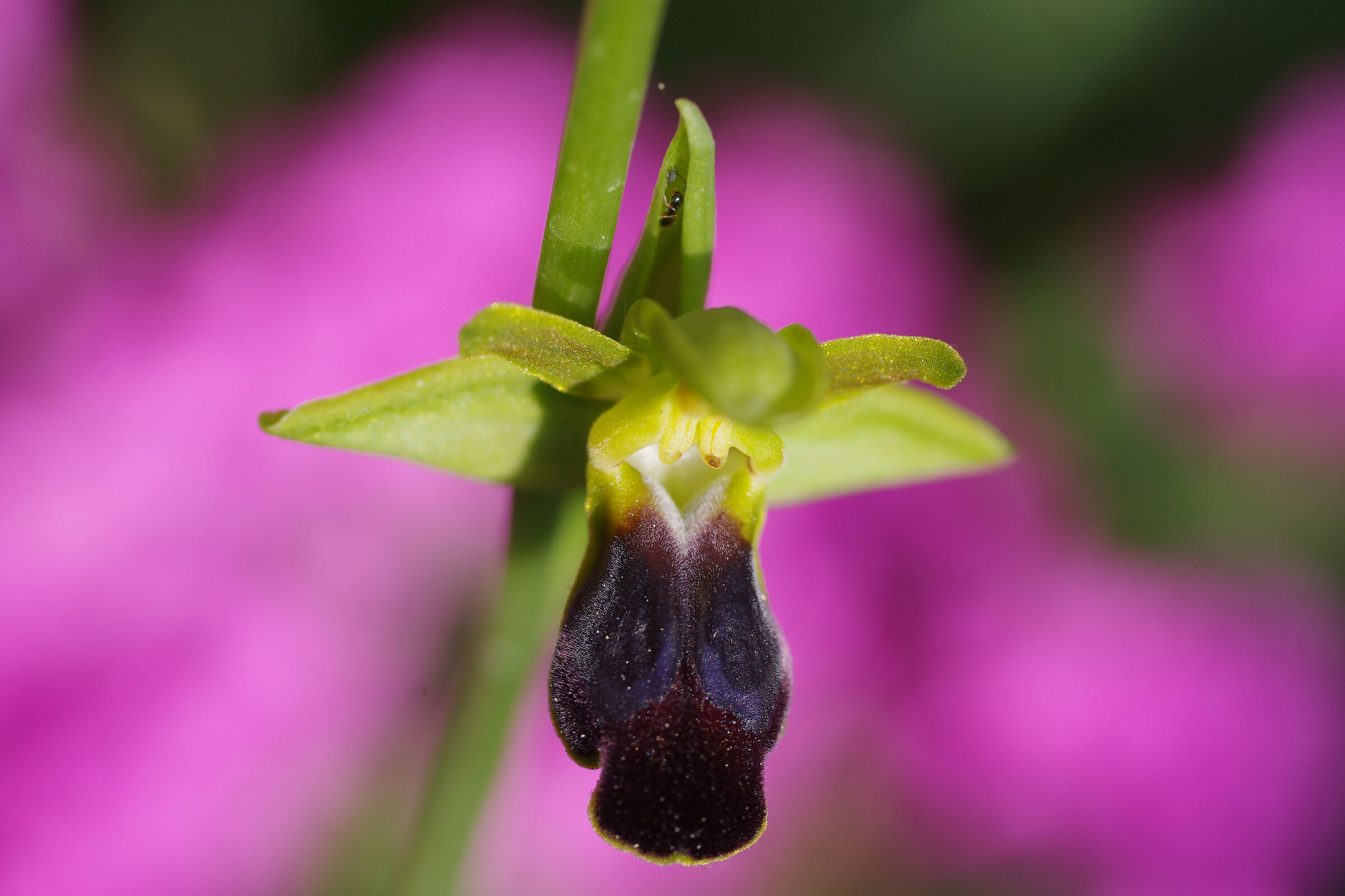 Ophrys fusca...