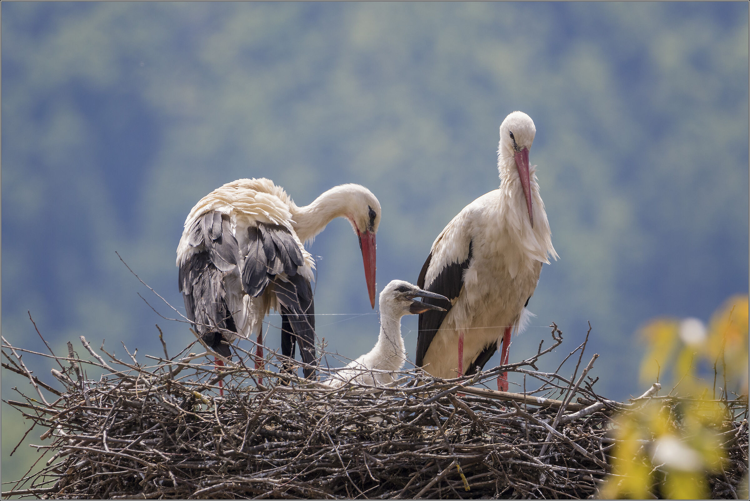 storks in the nest with chicken...