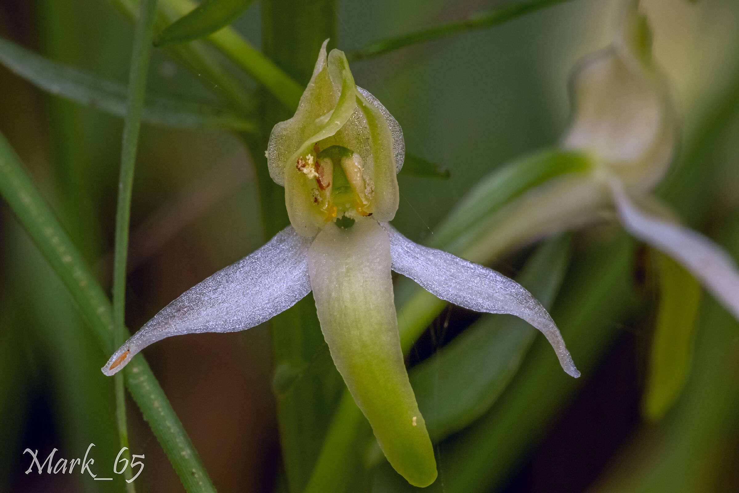 platanthera bifolia...