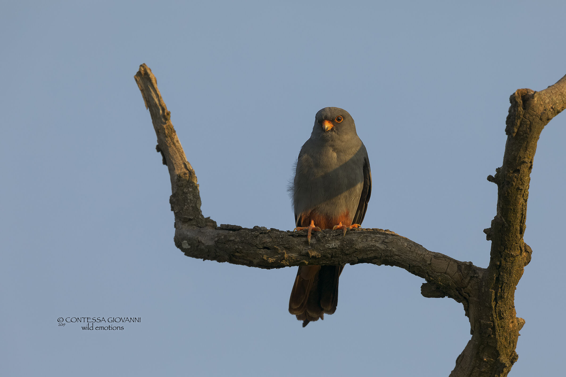 Red-footed Falcon Falcon Cuckoo Falco vespertinus m...