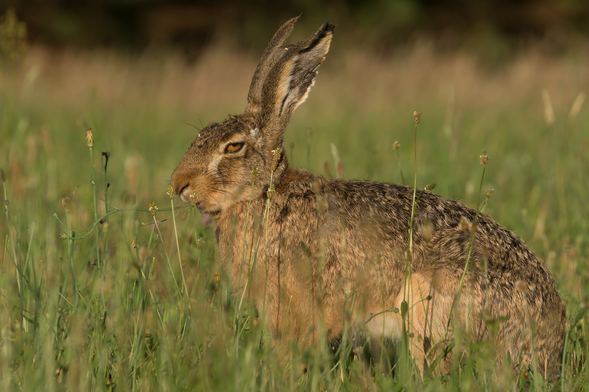 Brown hare (Lepus europaeus)...