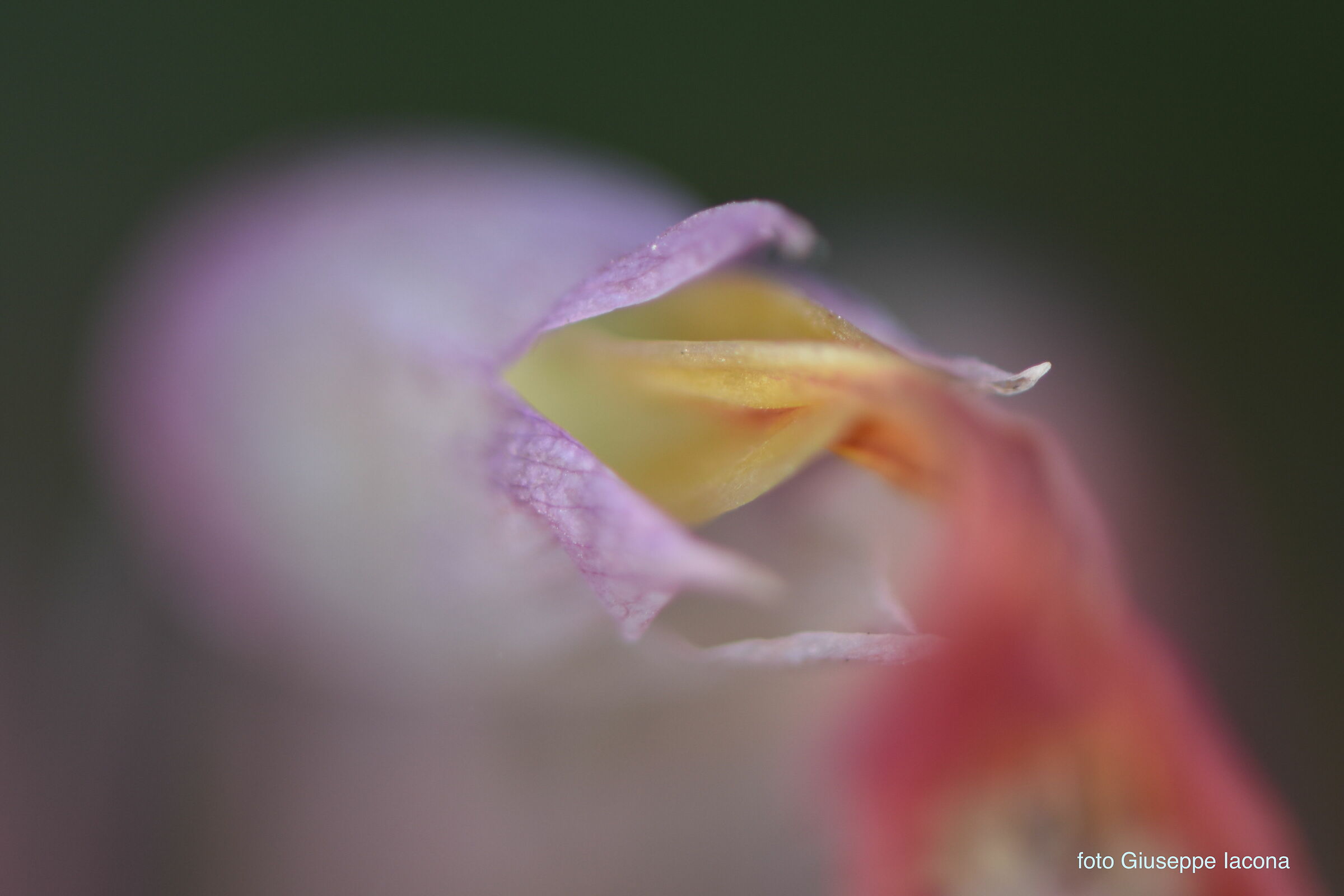 macro_flower1...