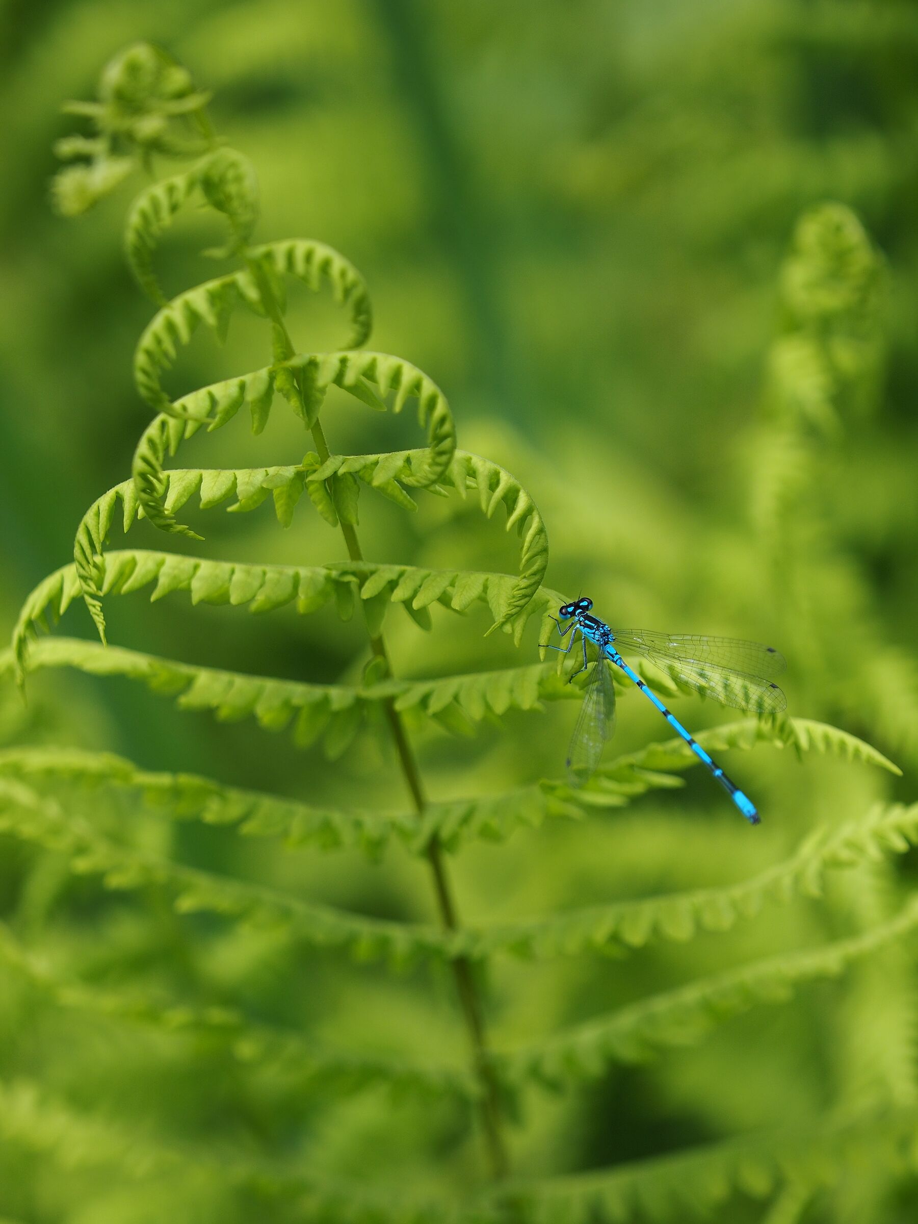 little blue dragonfly...