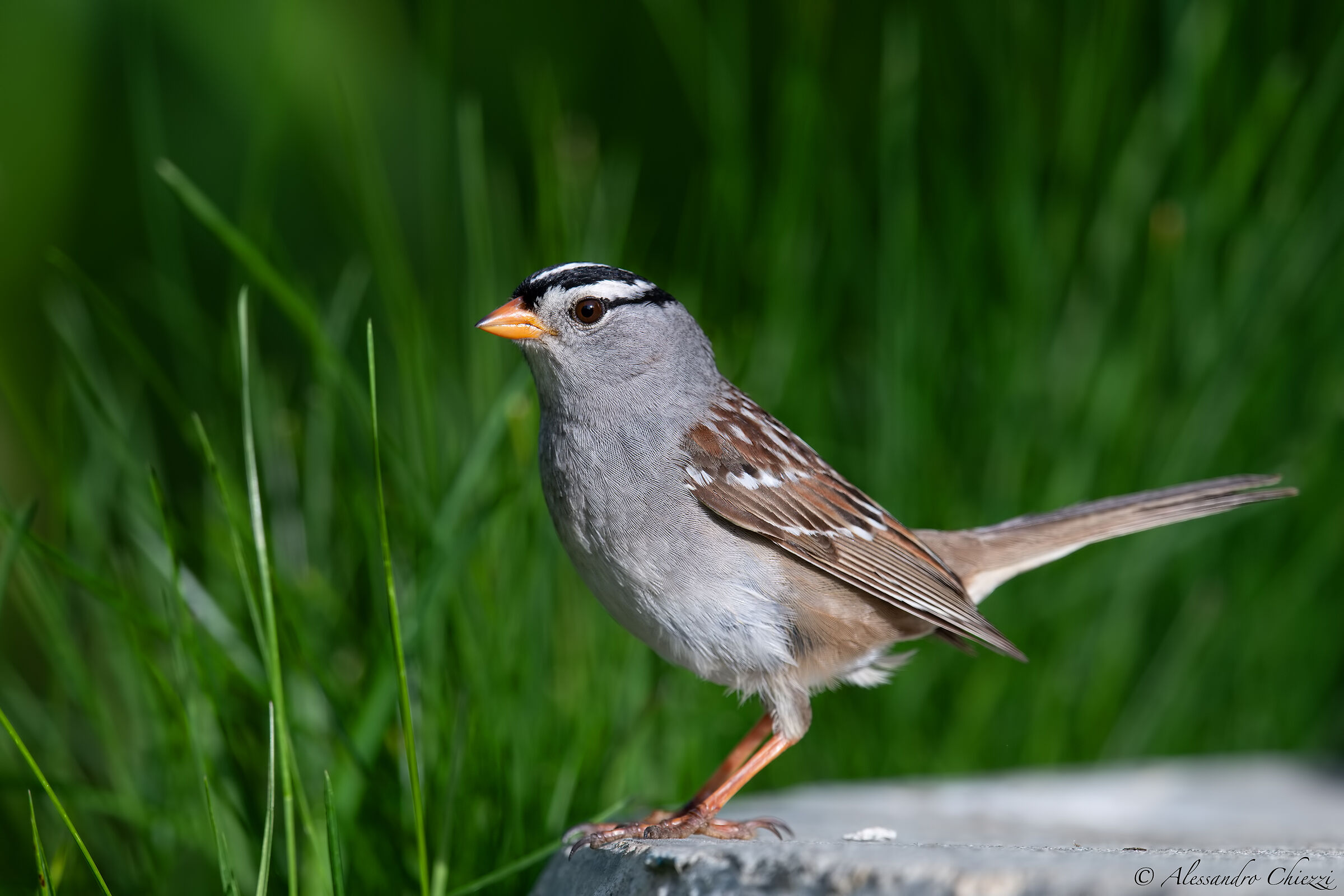 White crown sparrow...