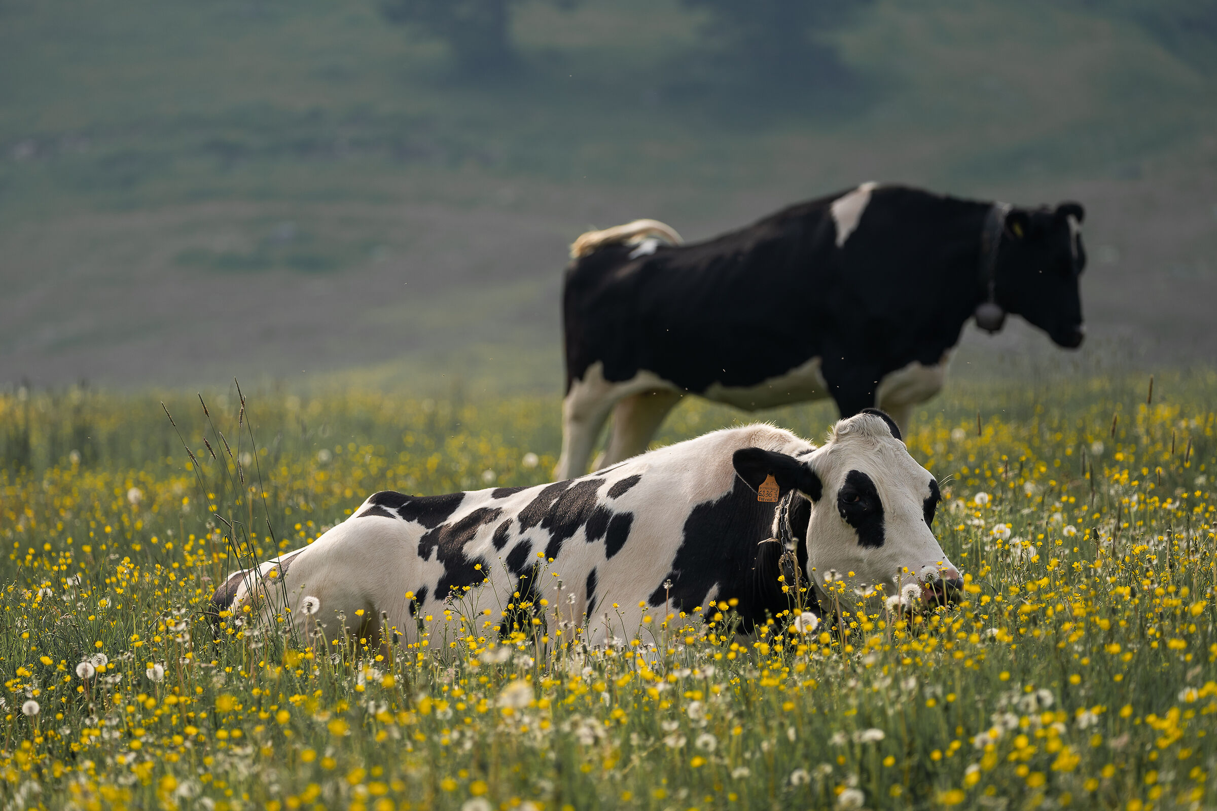 Vacche in Altopiano...