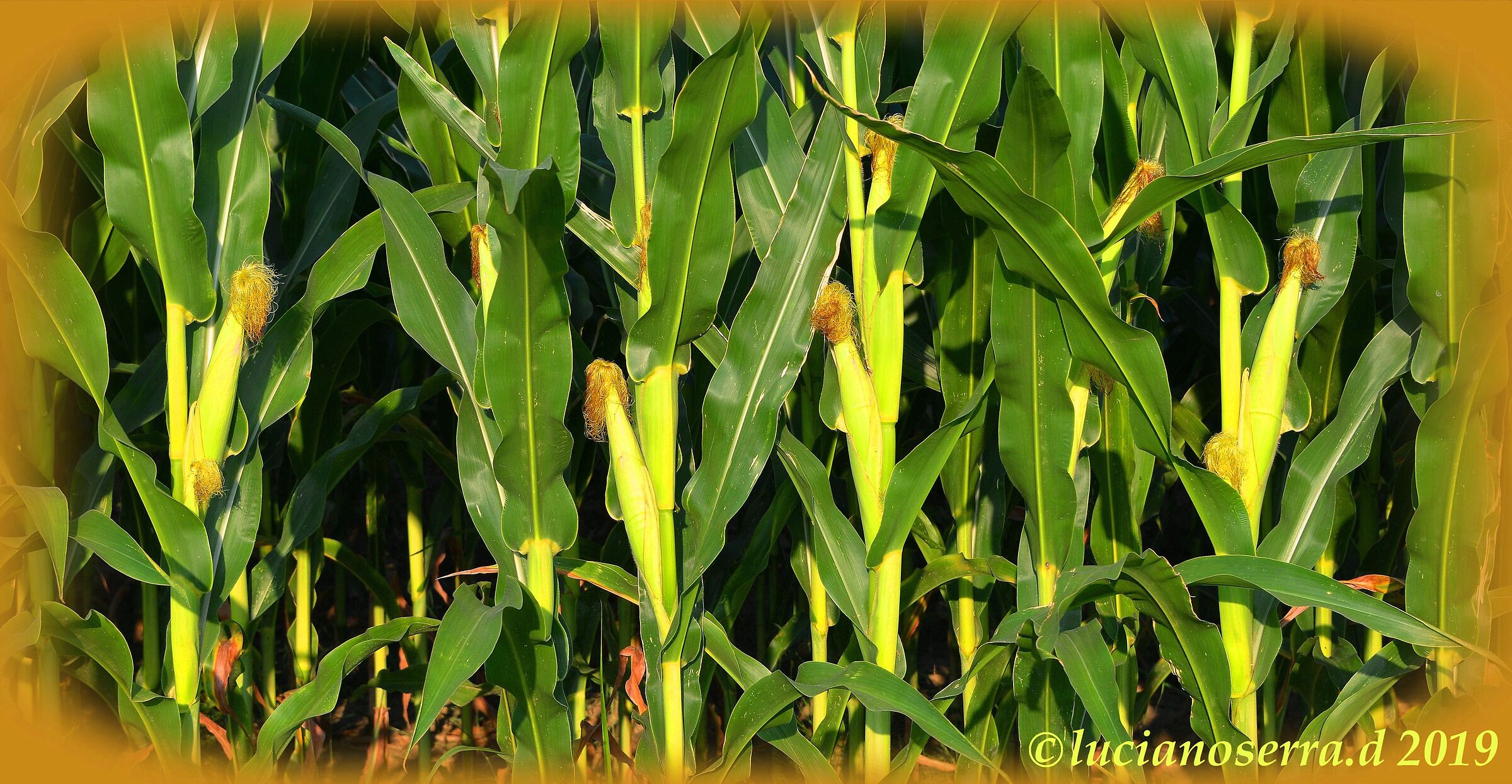 Maize ears ripening...