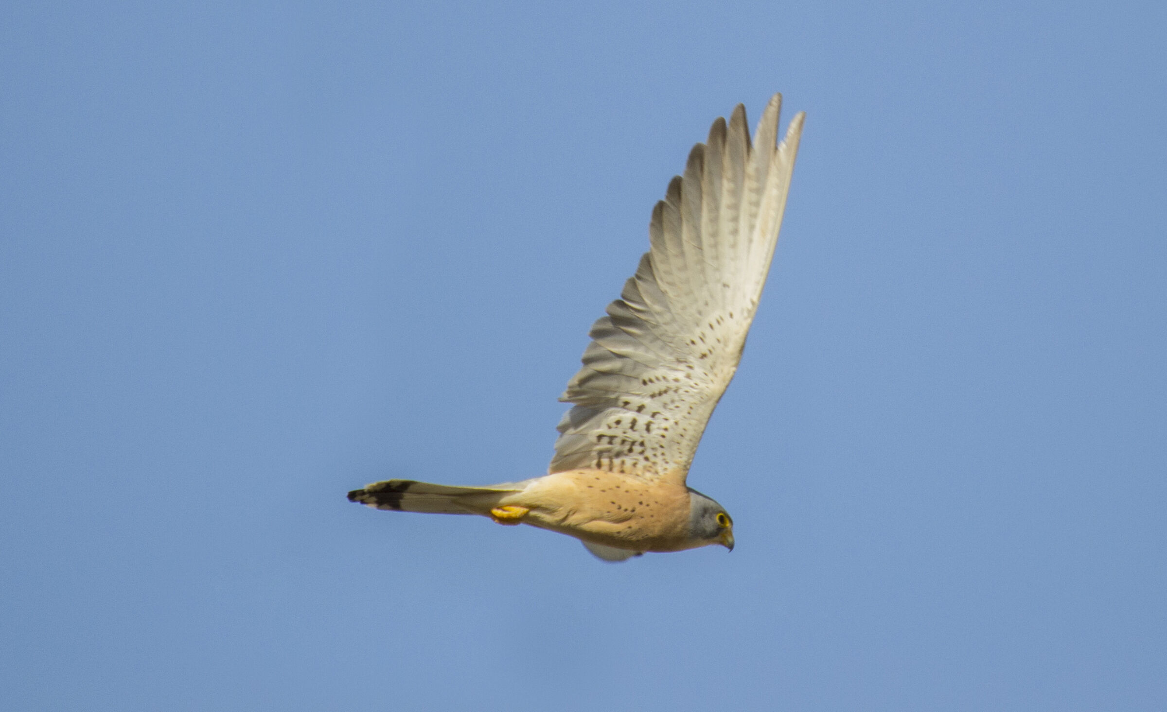 The flight of the Falco Grillaio...
