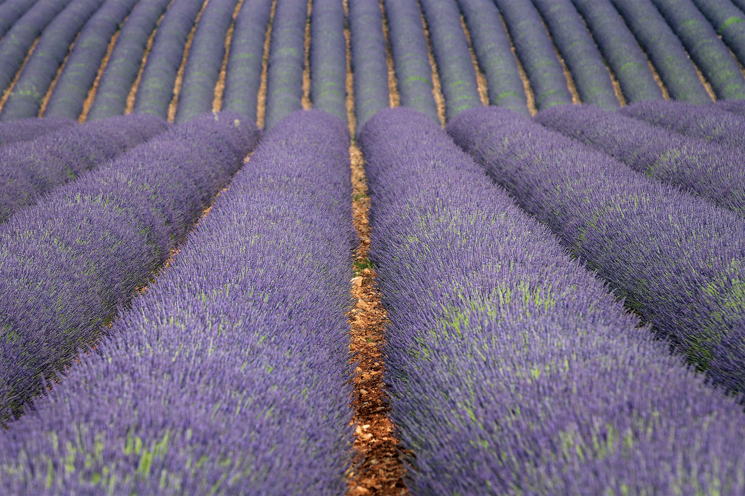 Lavender in Provence, Valensole...