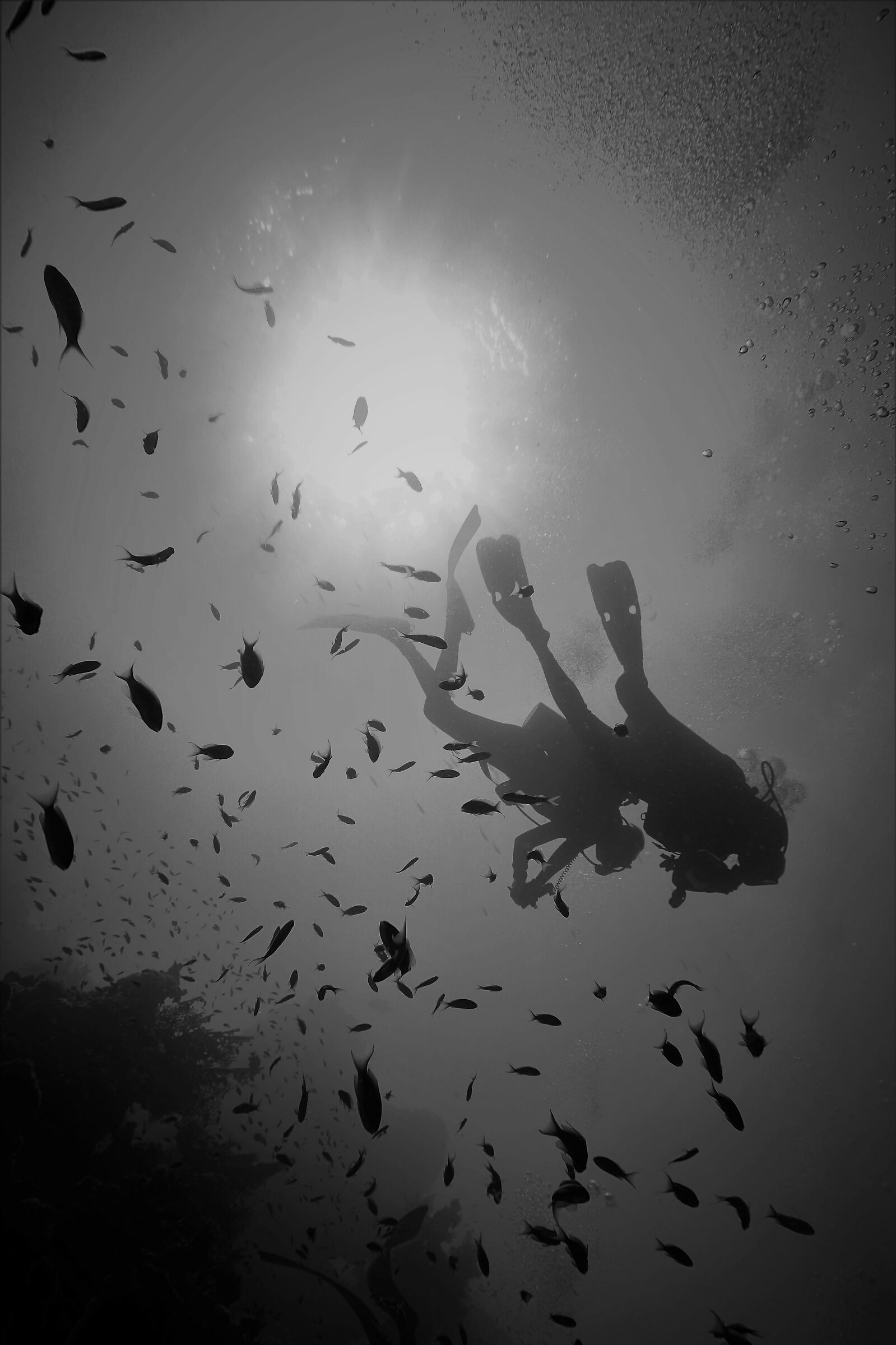 divers silhouette...