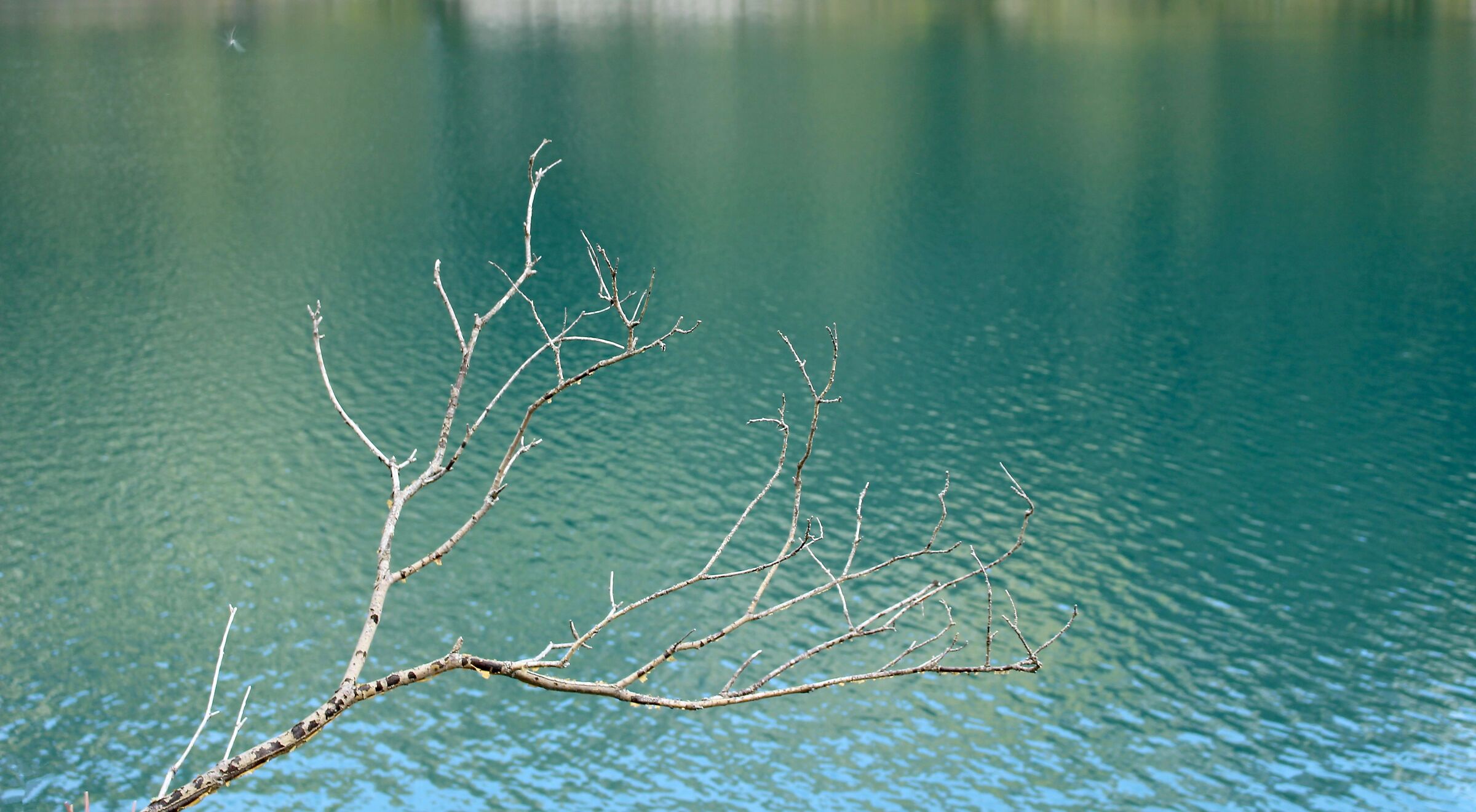 That branch of the lake of......