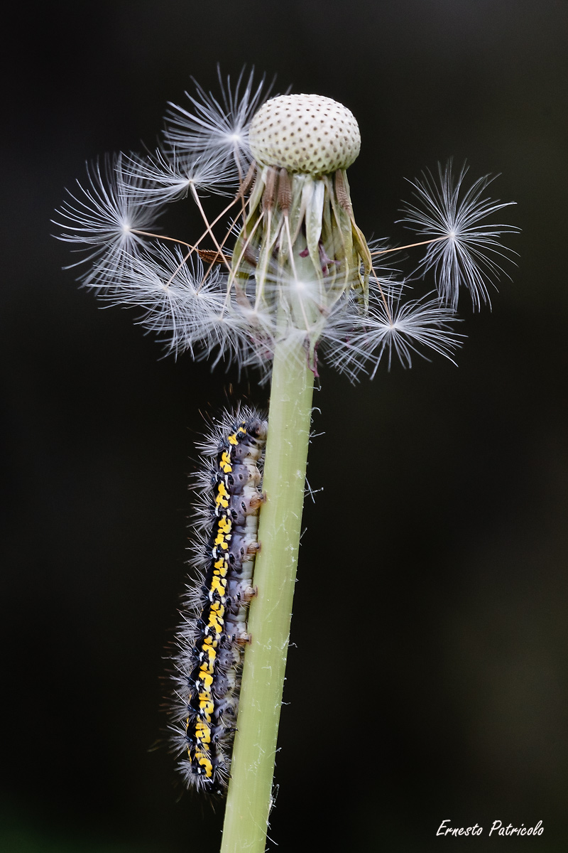 caterpillar-of-callimorpha-on dandelion...