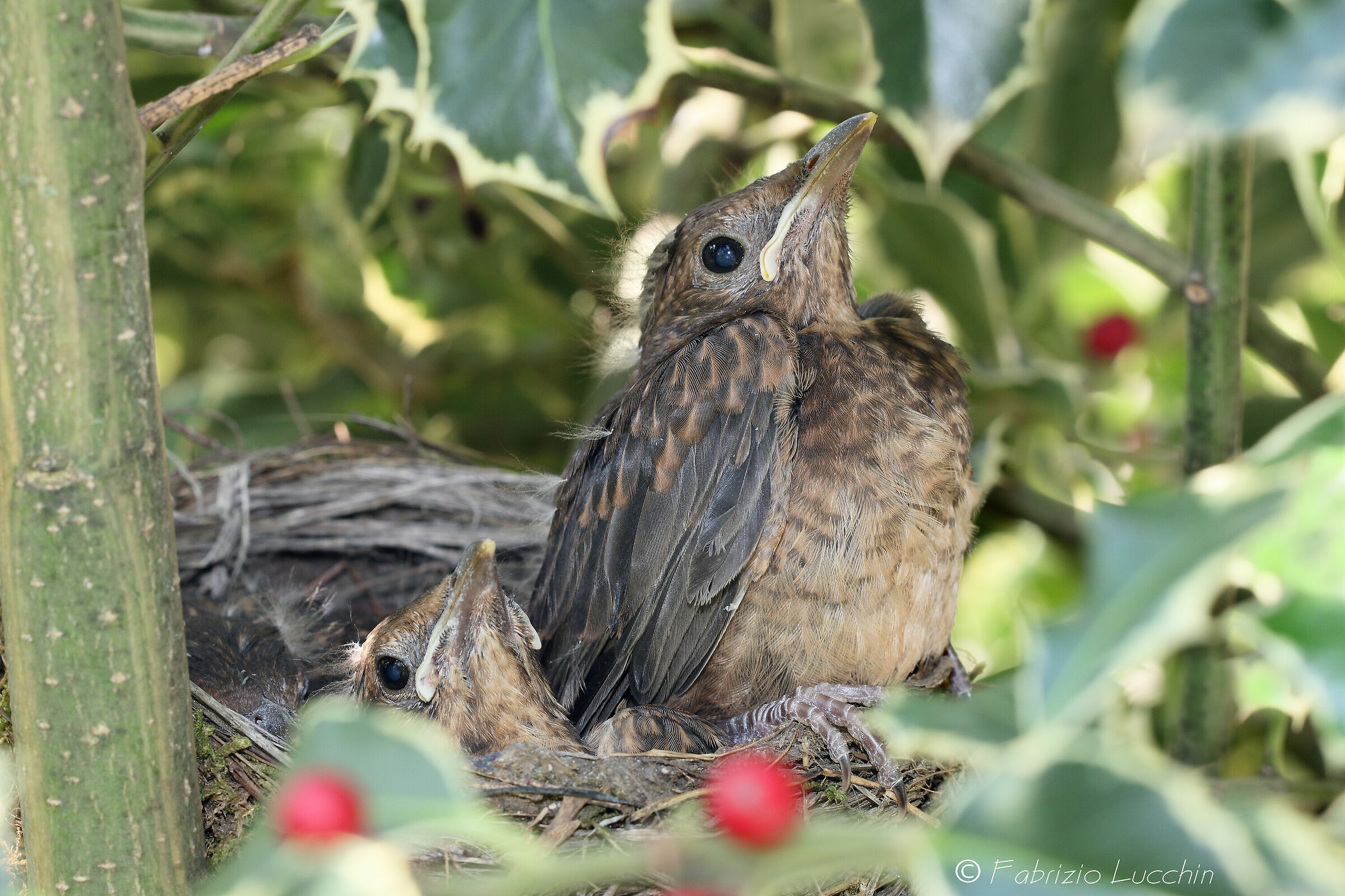 Blackbird's Nest...