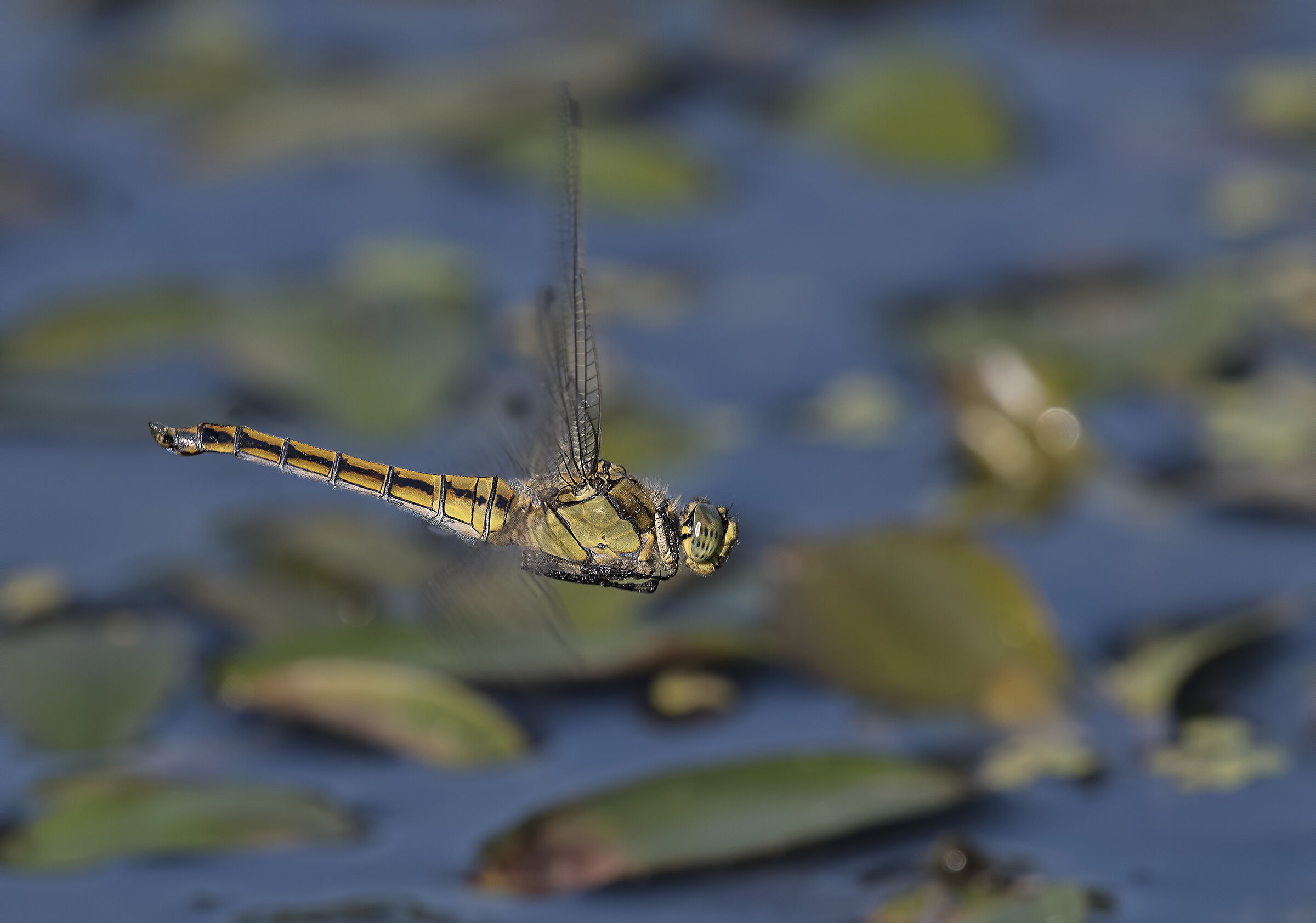 Dragonfly...