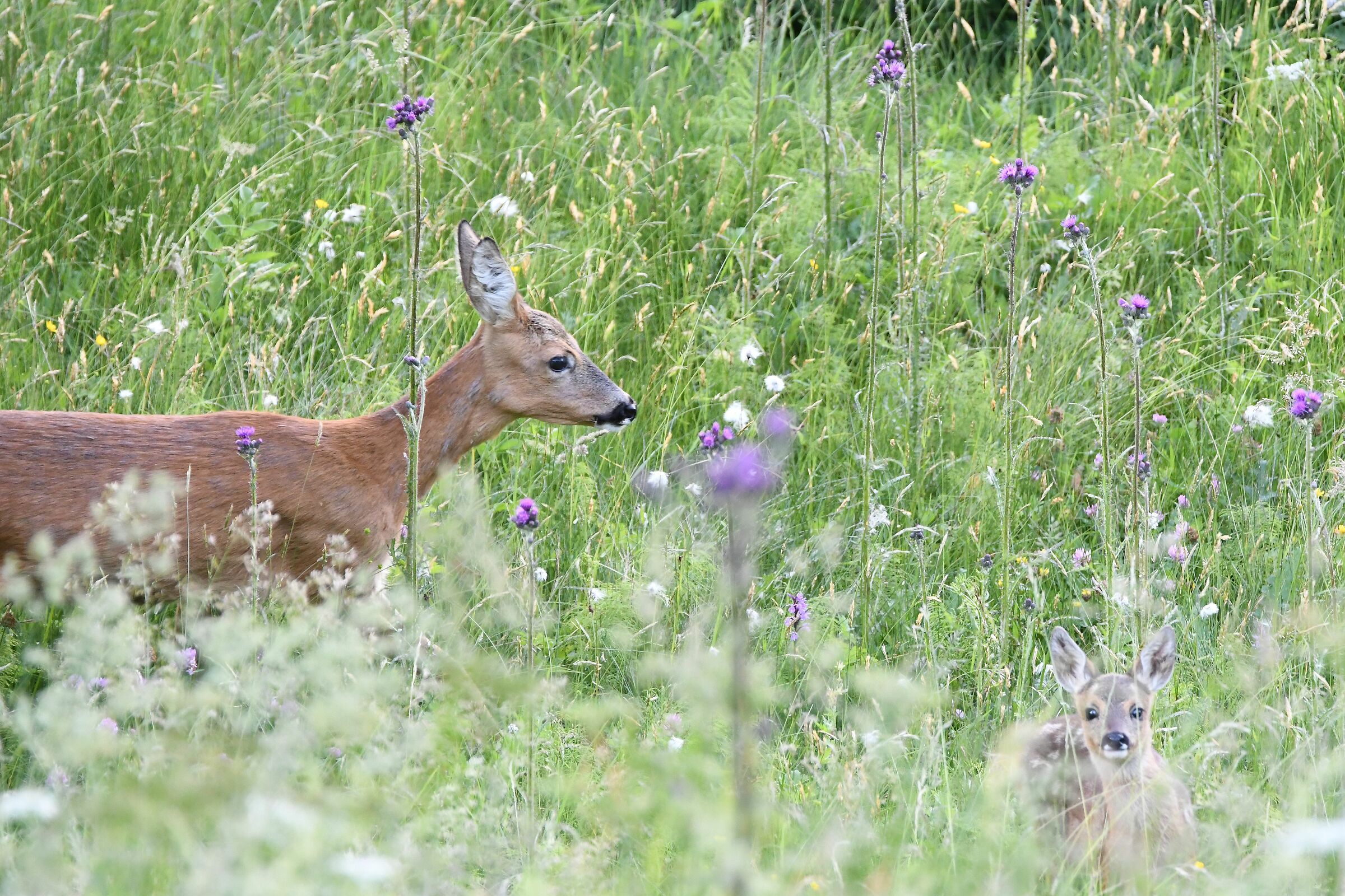 roe deer with puppy...