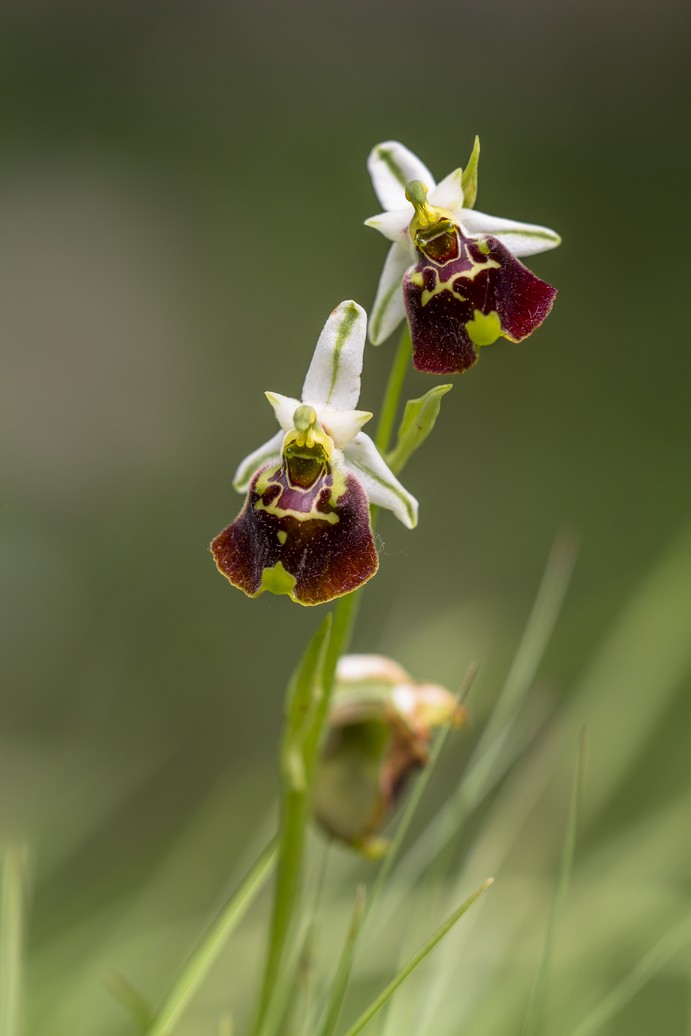 Ophrys Holosericea...