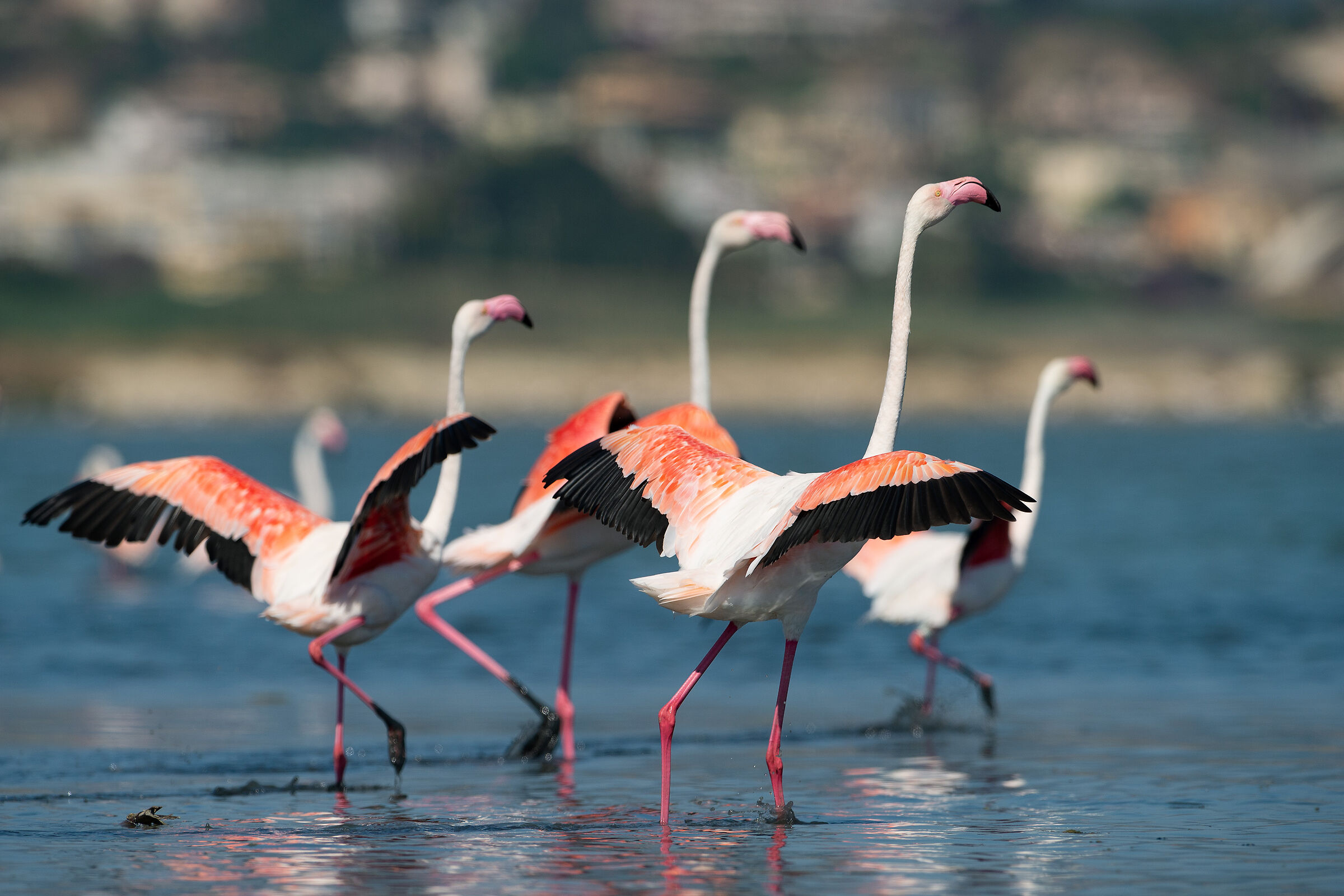 Flamingos in Cagliari...