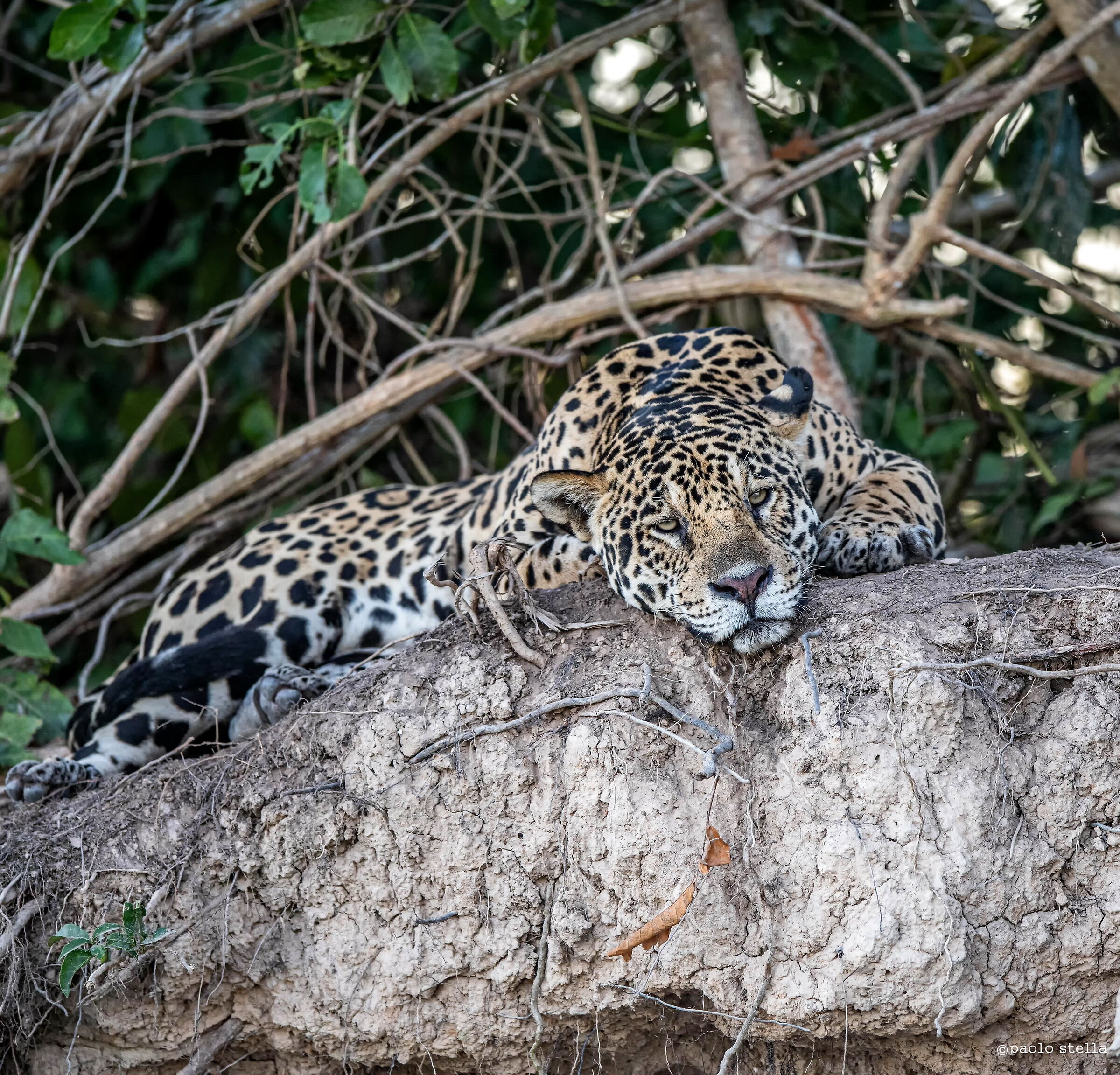lazy jaguar...