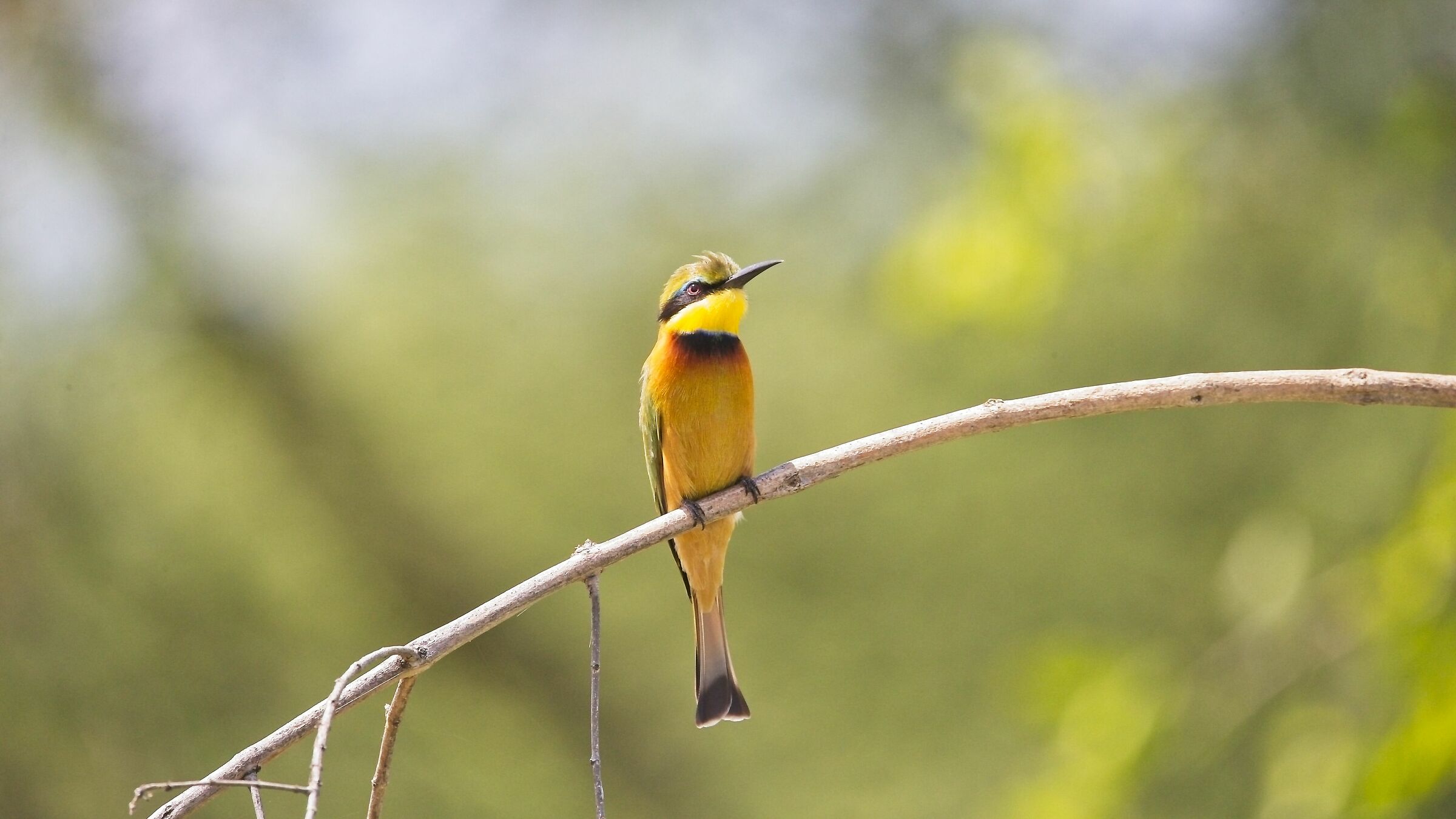 Litlle bee eater in yellow...