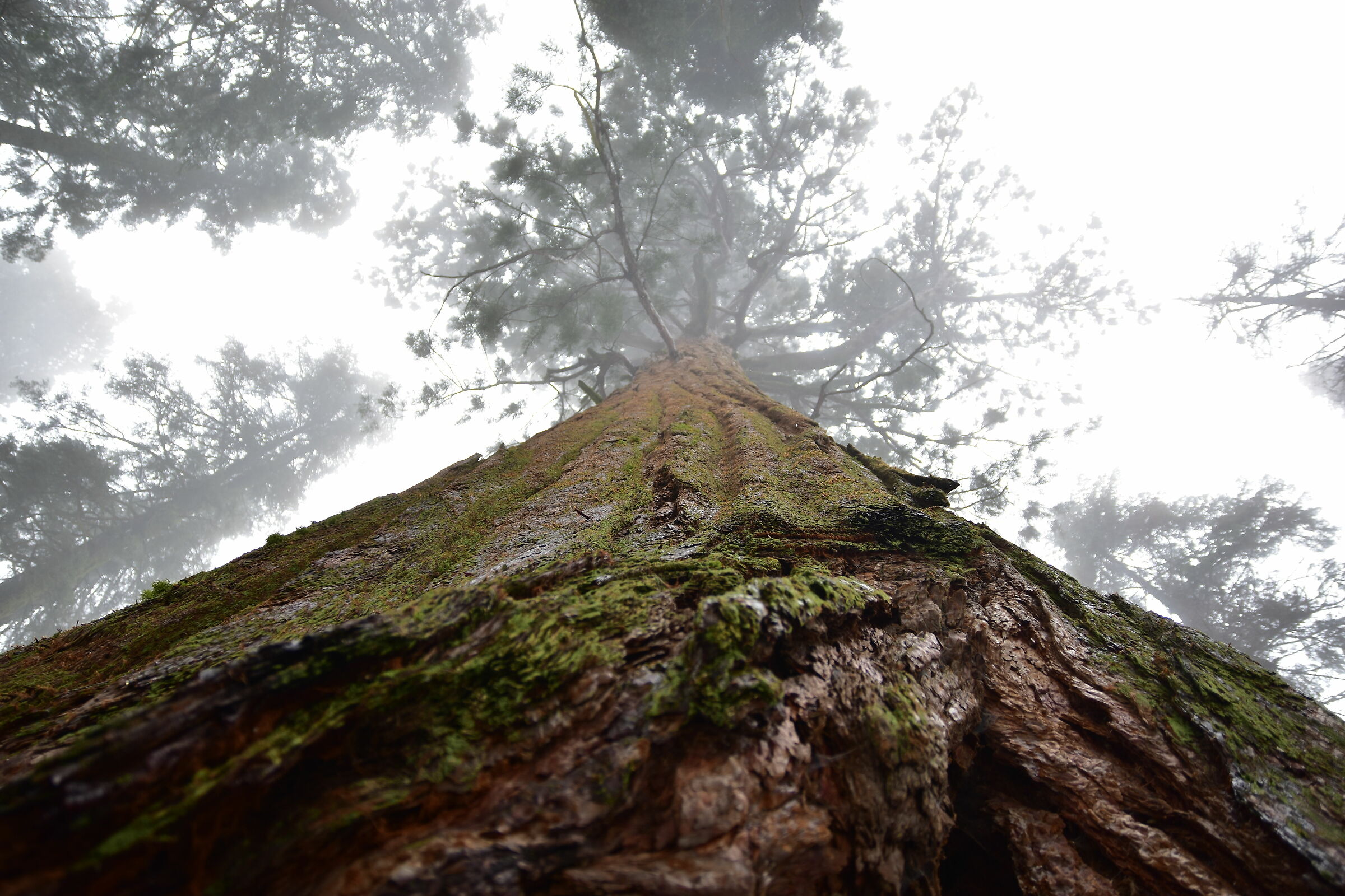 Parco nazionale di Sequoia...
