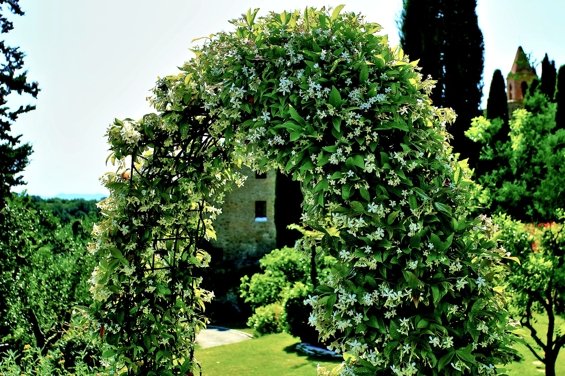 Floral composition (Garden of villa in Tuscany)...