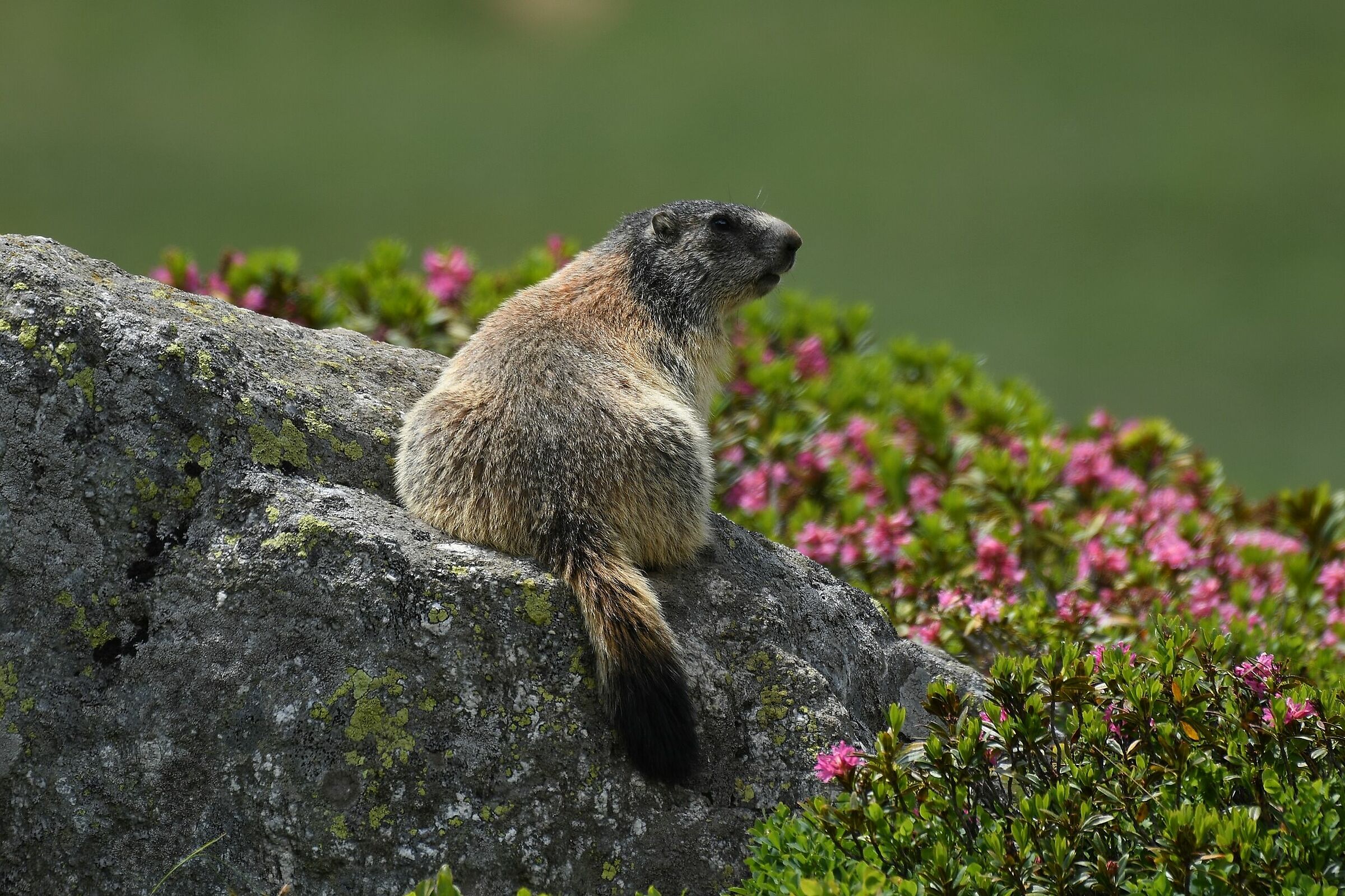 Marmot Marmota...