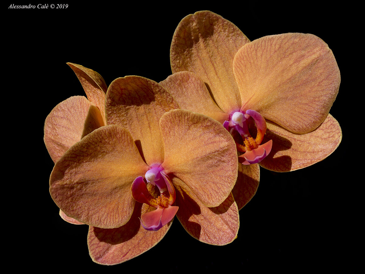 My orchids 4403...