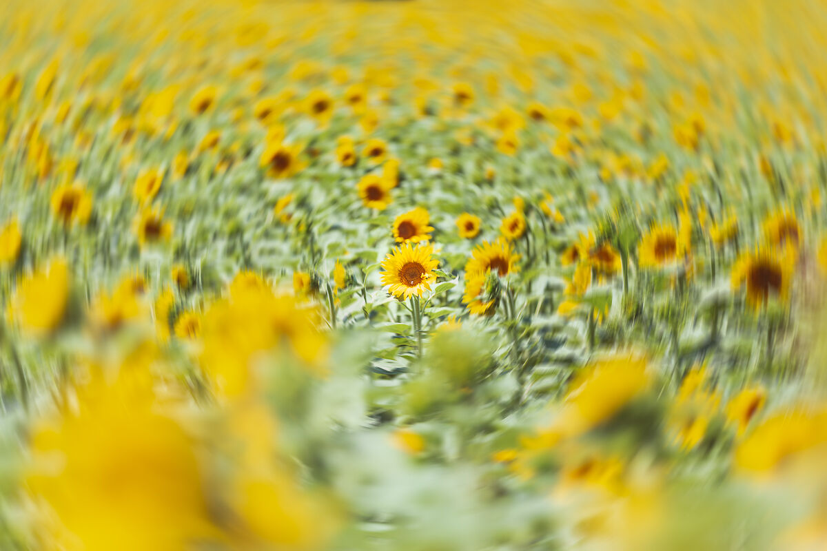 Sunflower_1...
