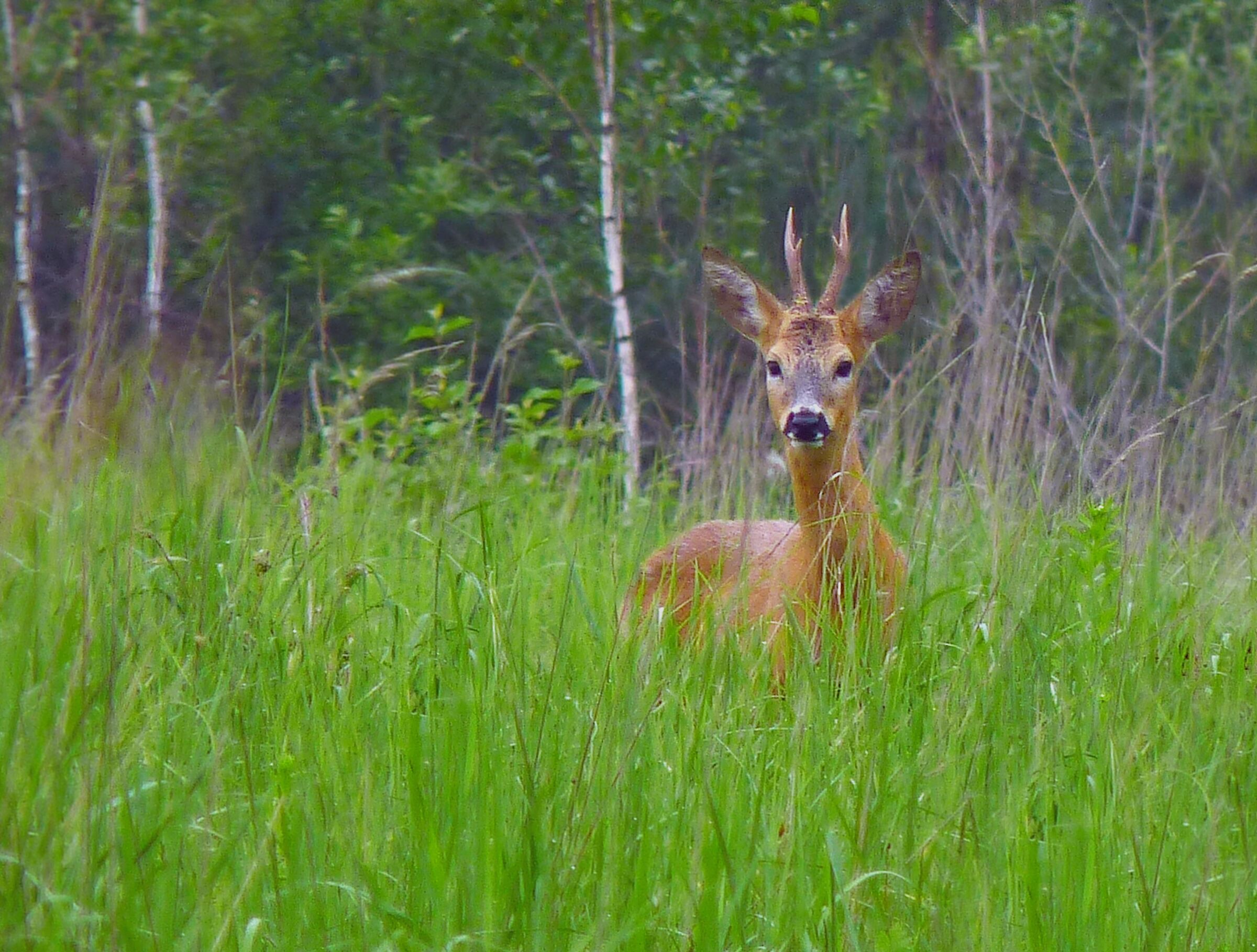 Roe deer (male)...
