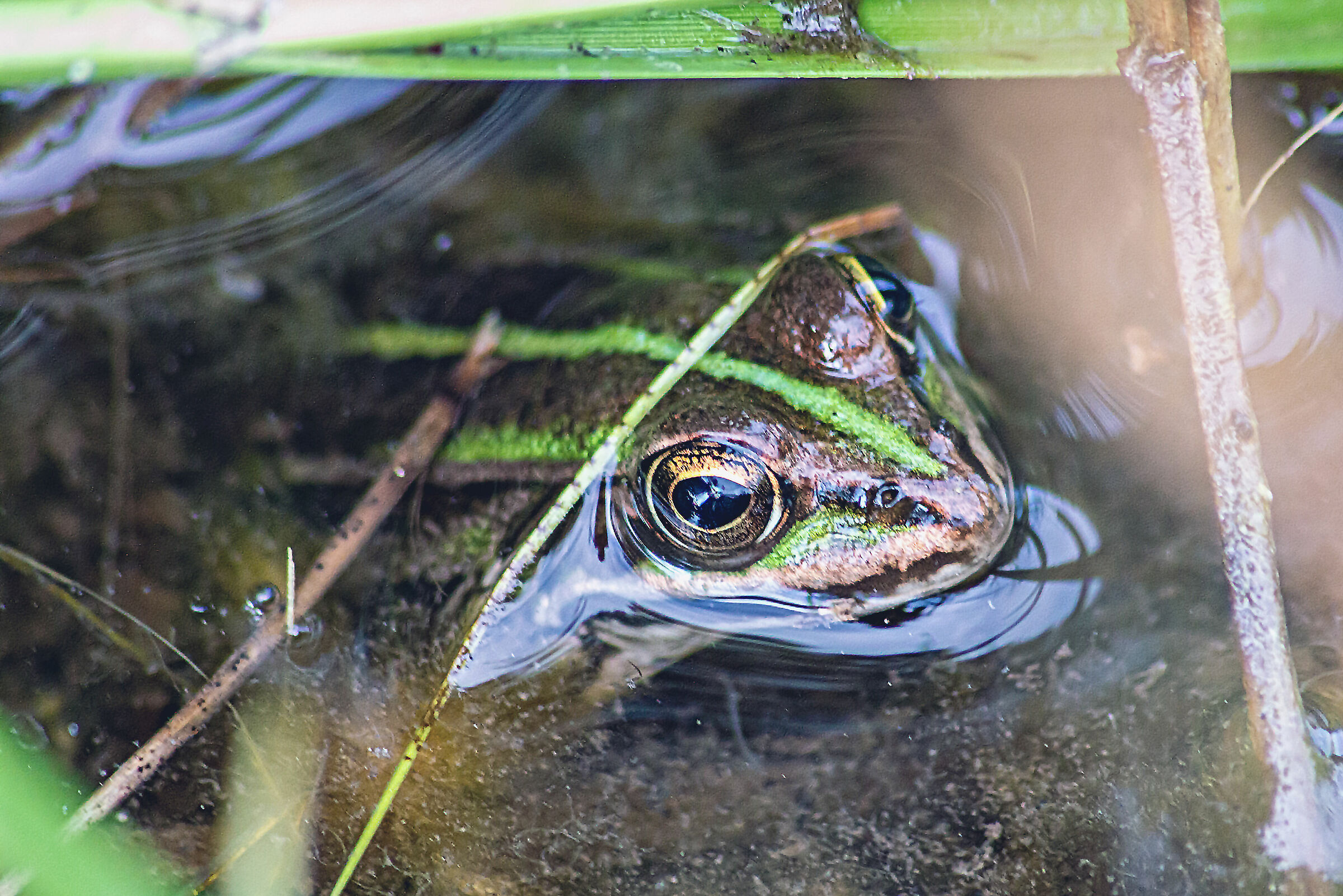 Frog al fresco...