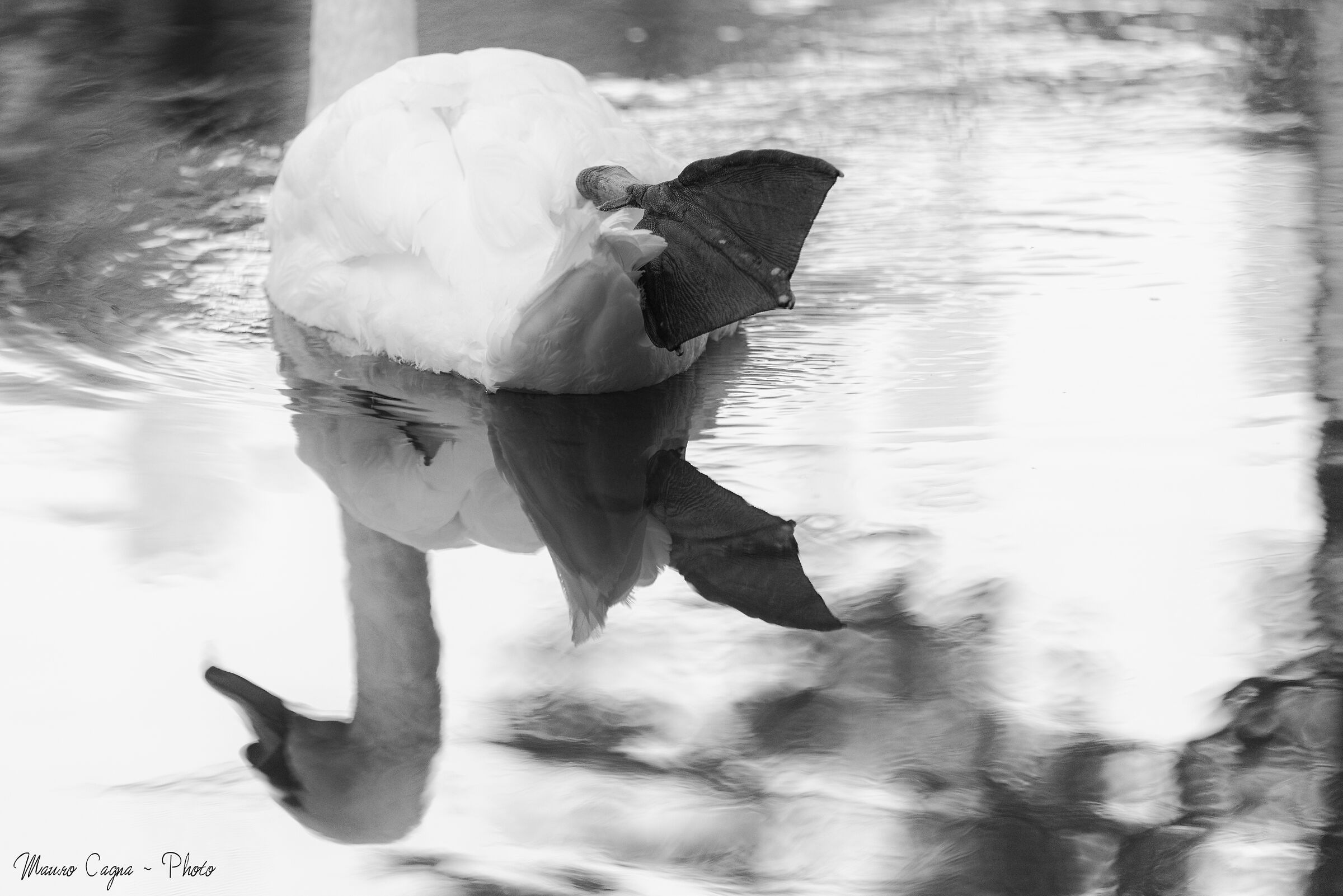 Swan... Reflection...