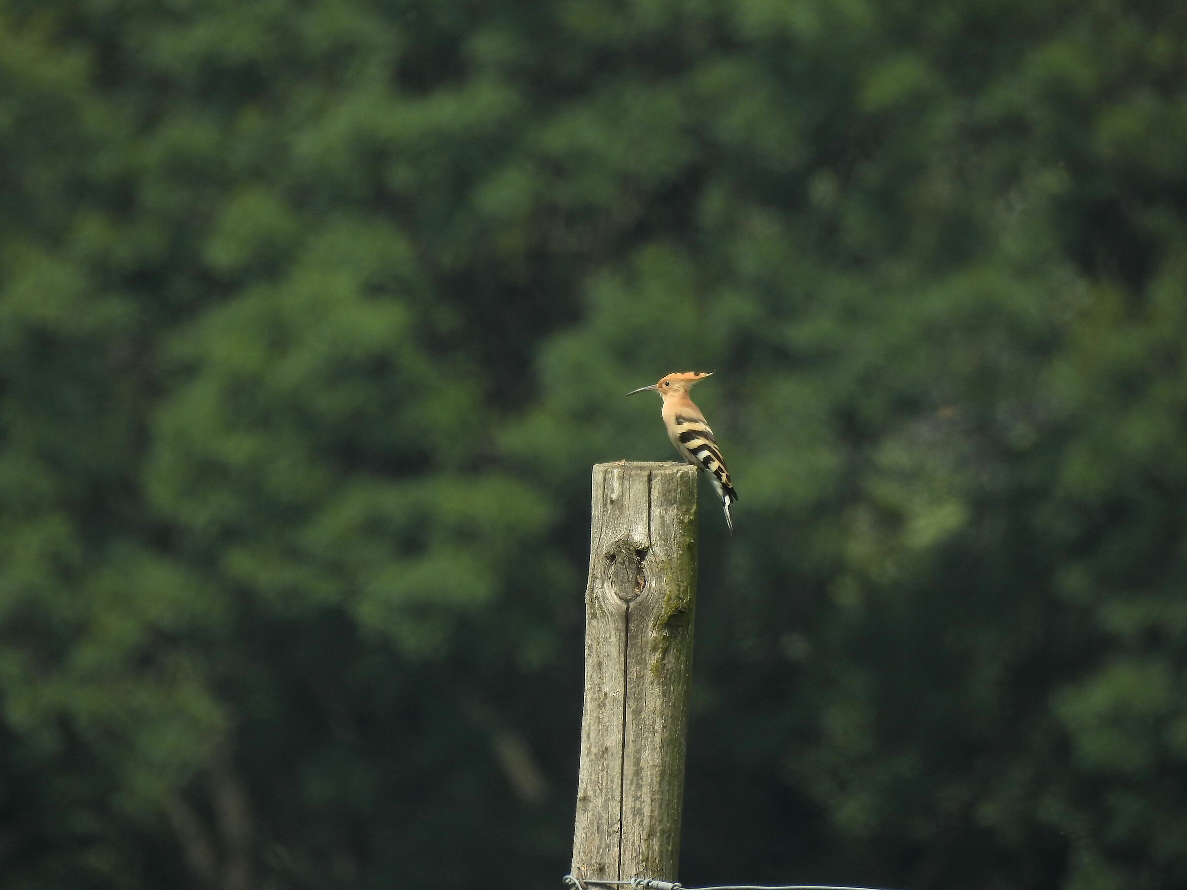 Hoopoe...