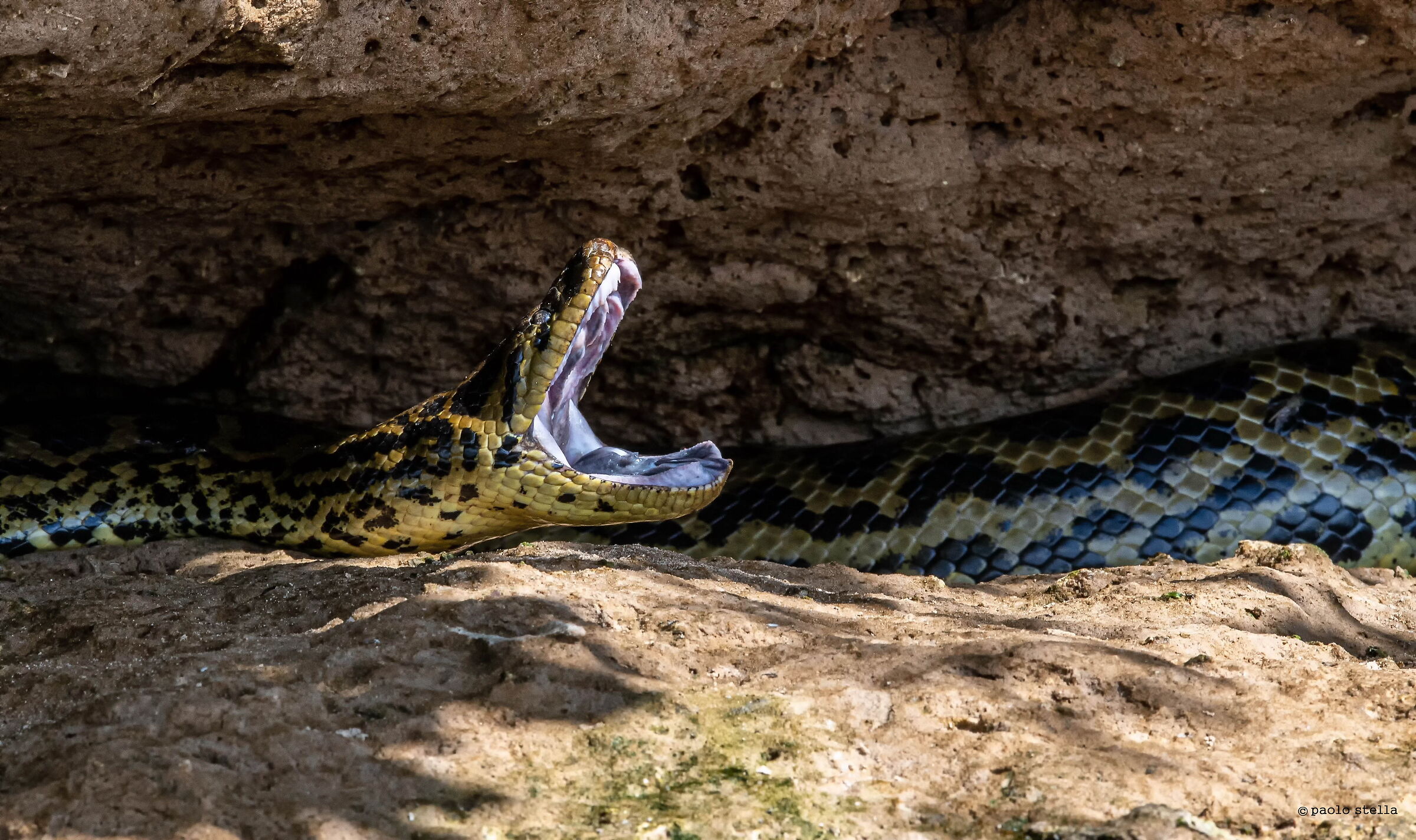 the yawning of the anaconda...