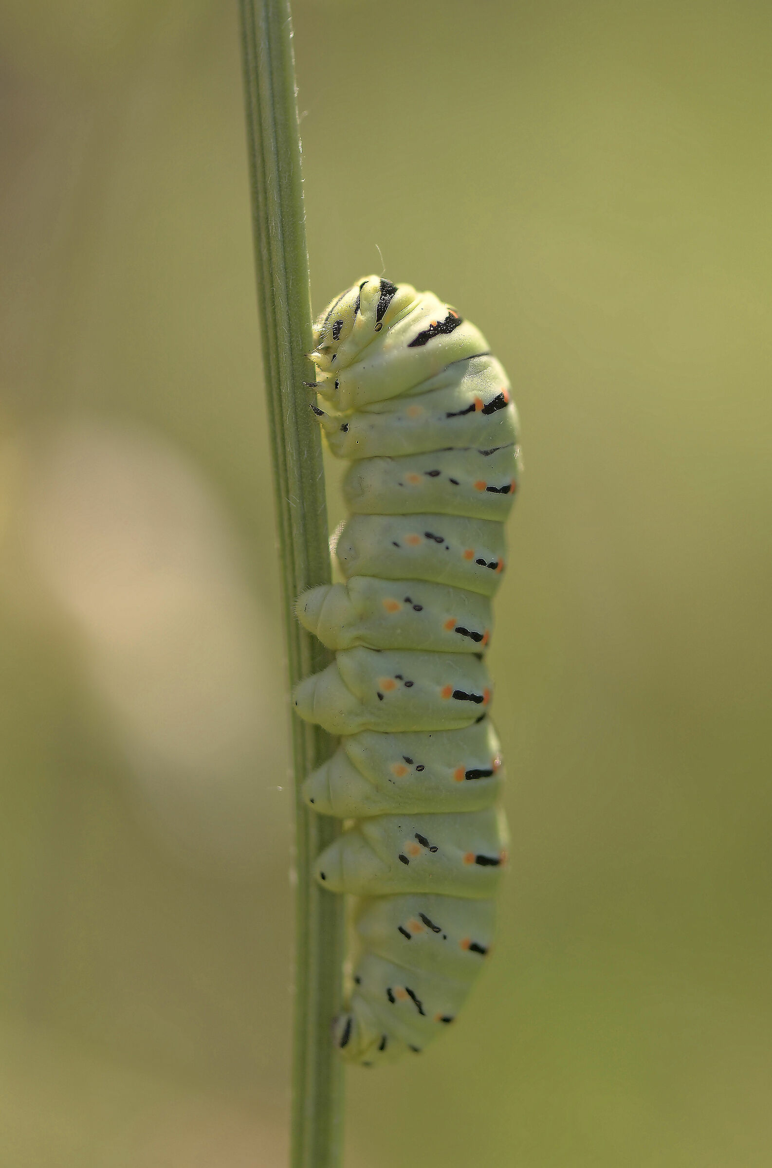 Papilio machaon Caterpillar...