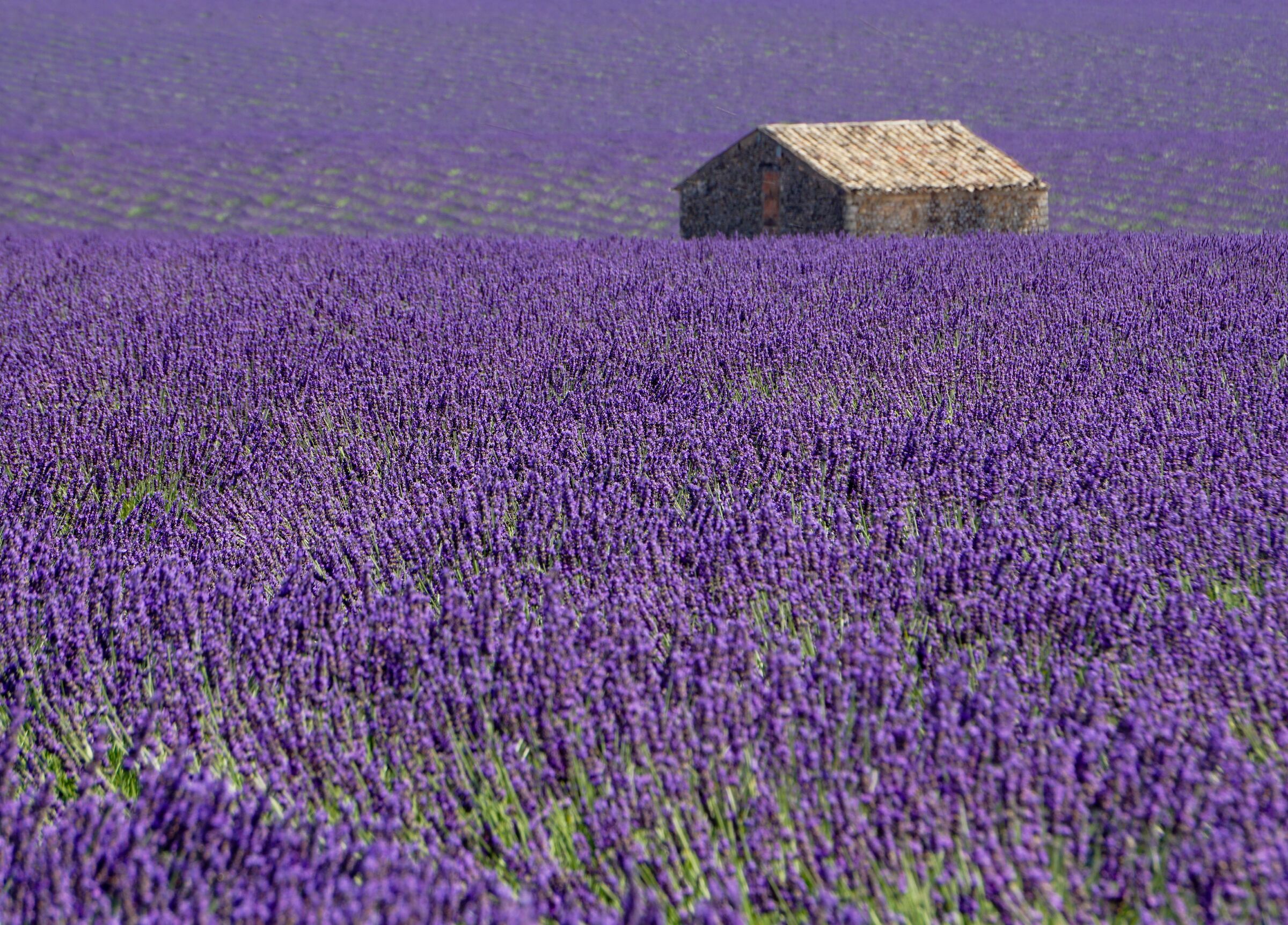 immersed in a sea of lavender...