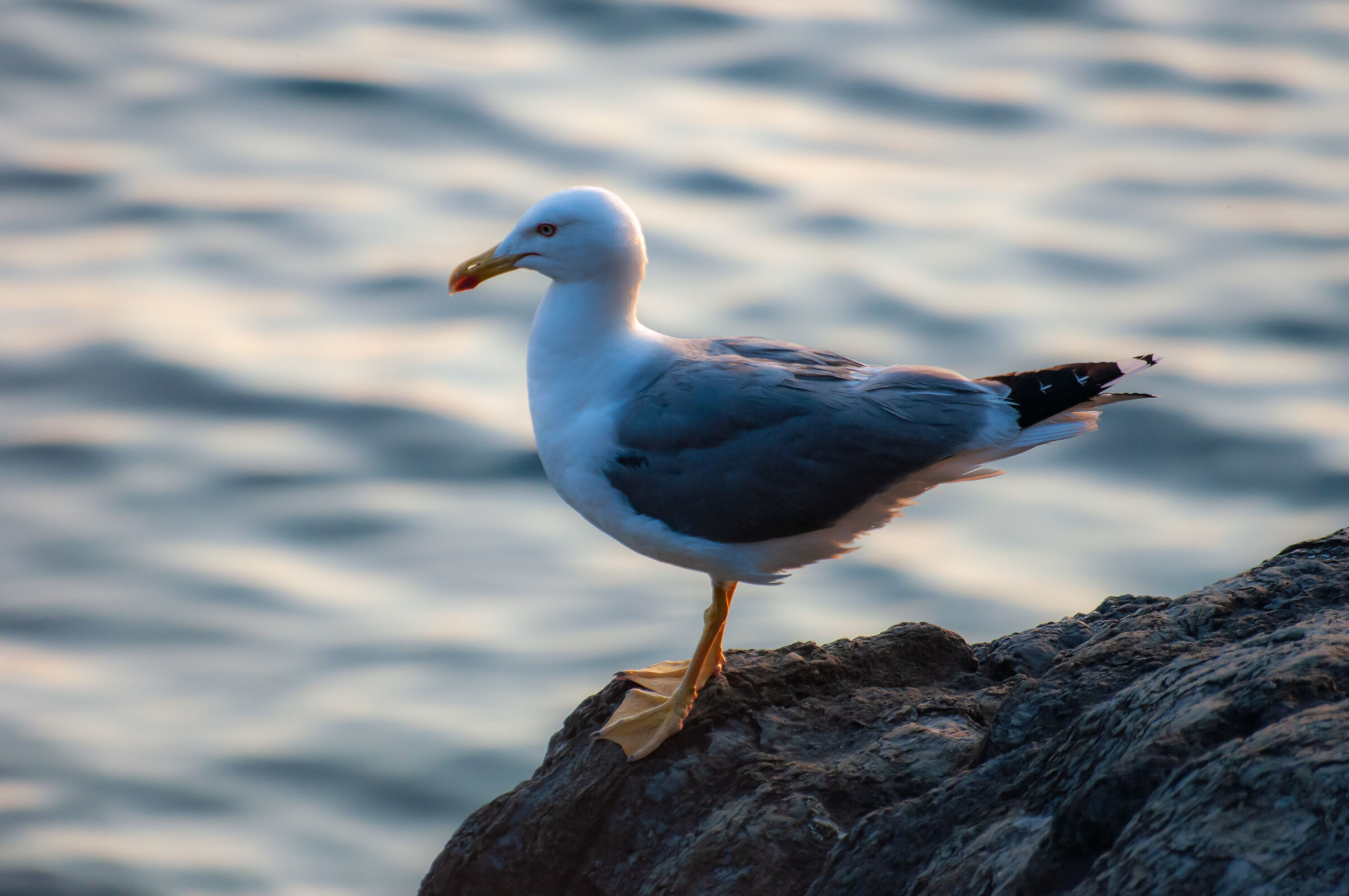 Seagull posing...
