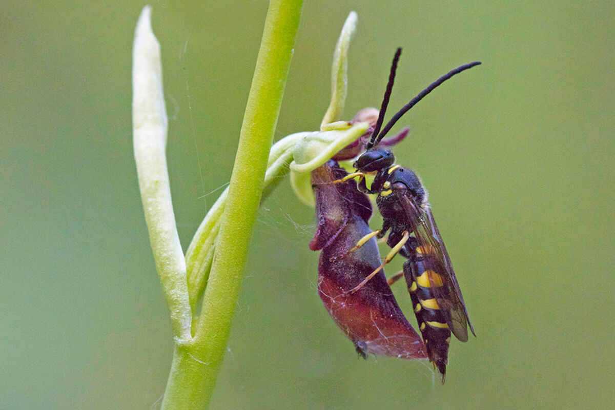 Argogorytes mystaceus su ophrys insectifera...